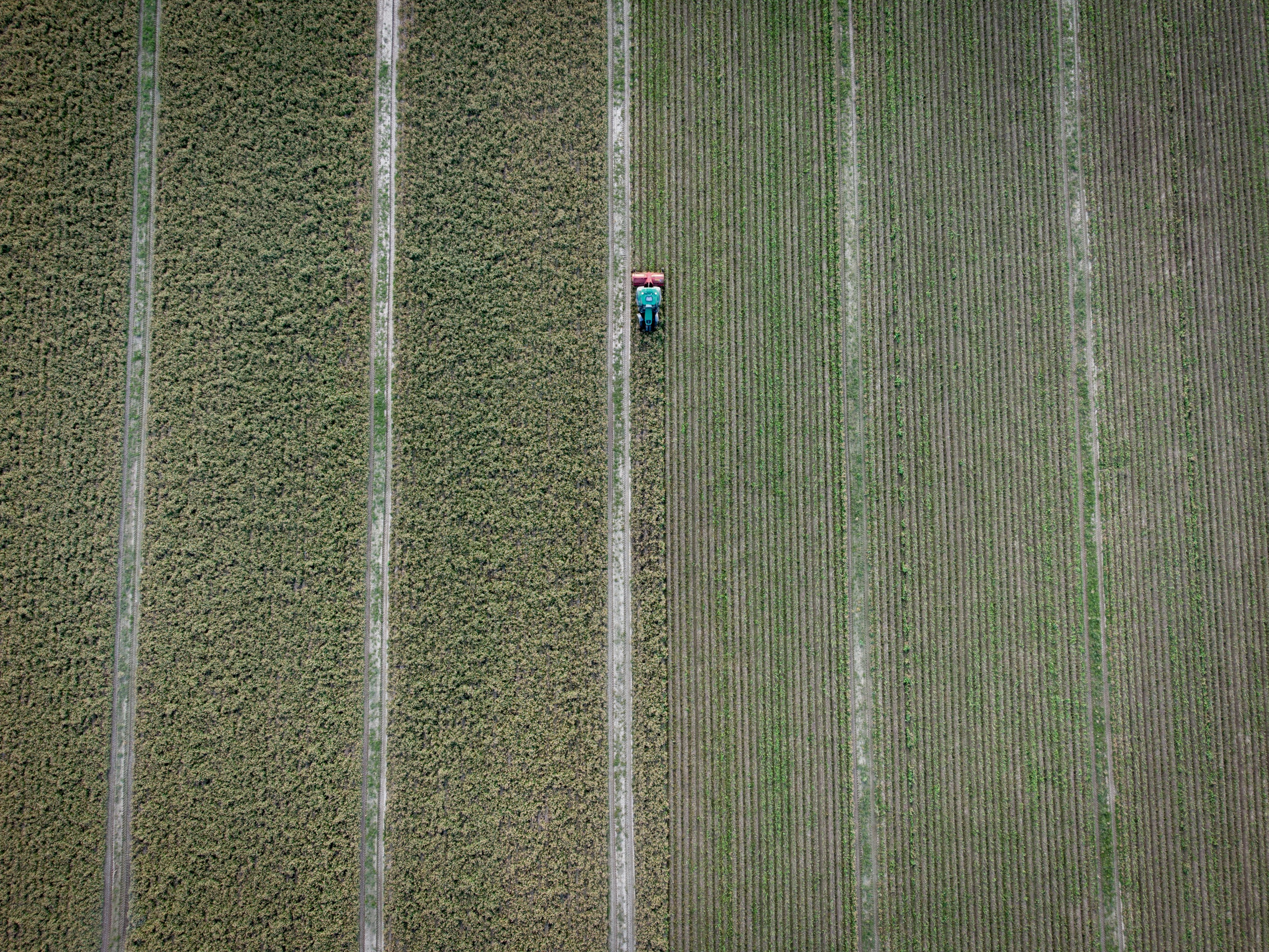 трактор в поле срезает ботву