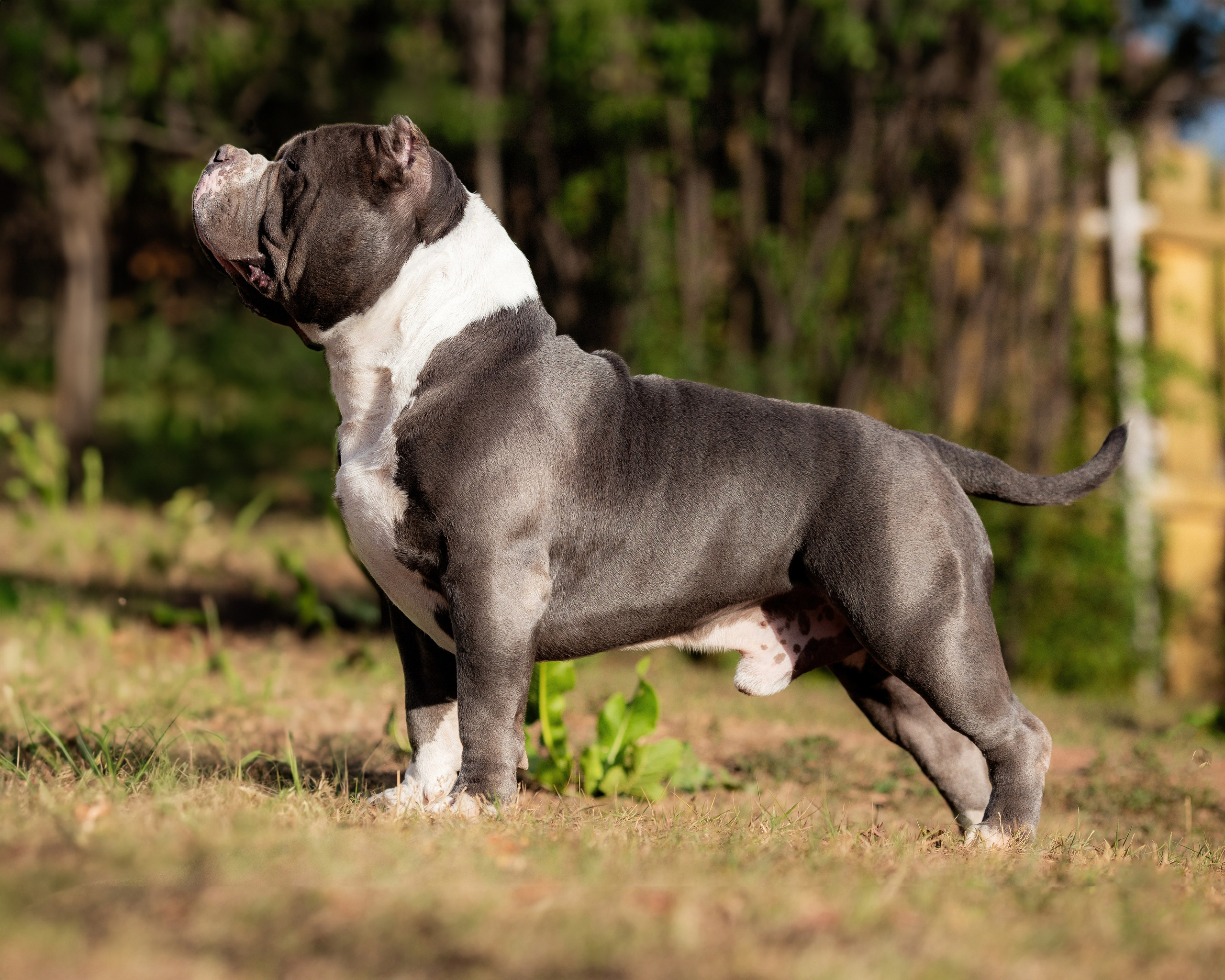 Наталья и булли. Фотограф Анималист в Перми Анастасия Остерман