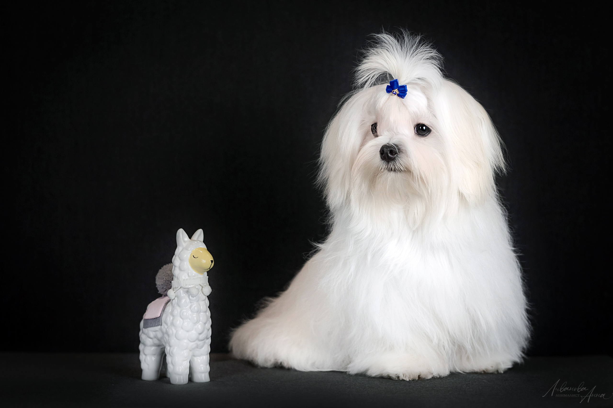 Мальтезе. Фотограф анималист Аня Ливанова | Рыбинск