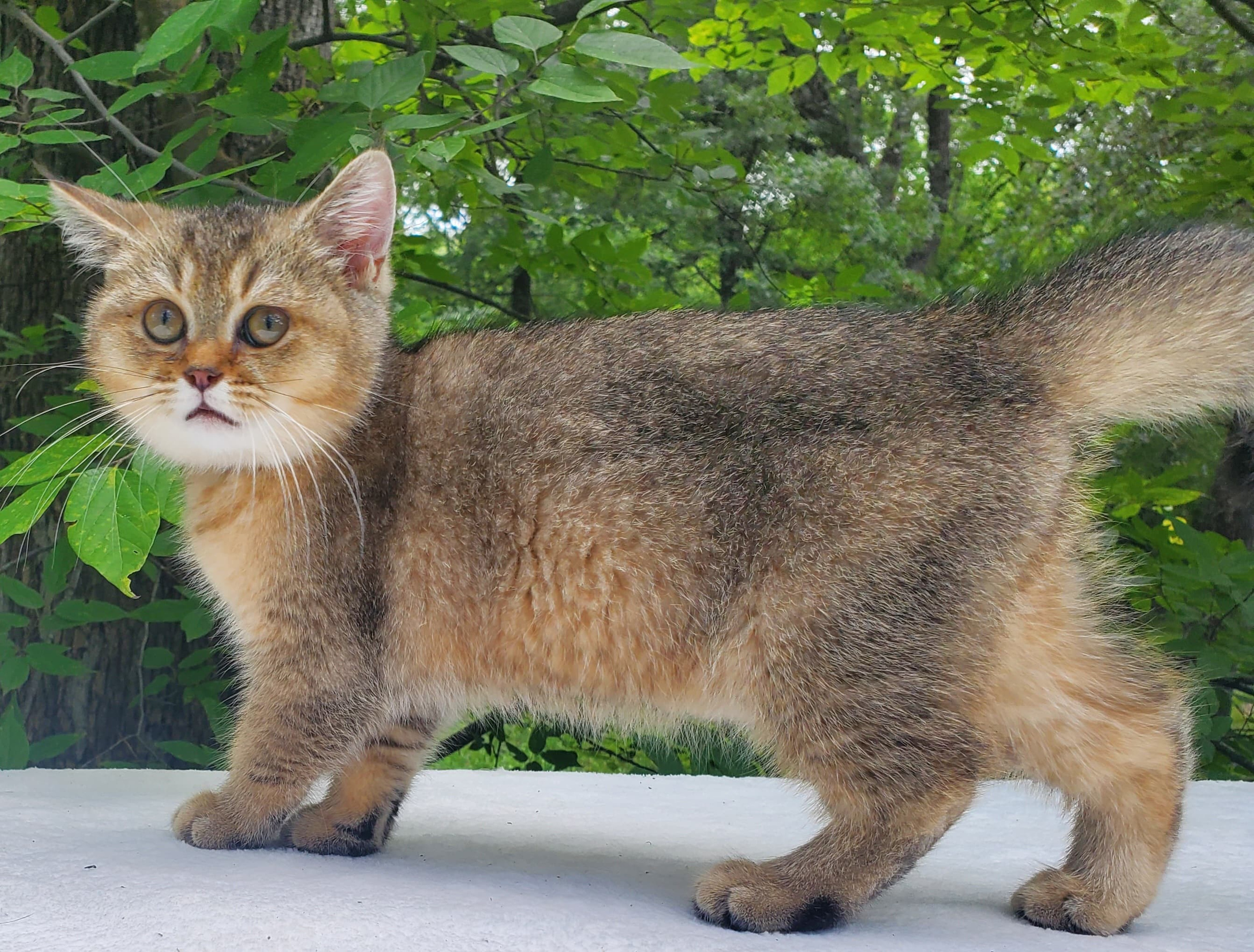 Moli, male, DB-04.07.25, sold. British shorhair Cats