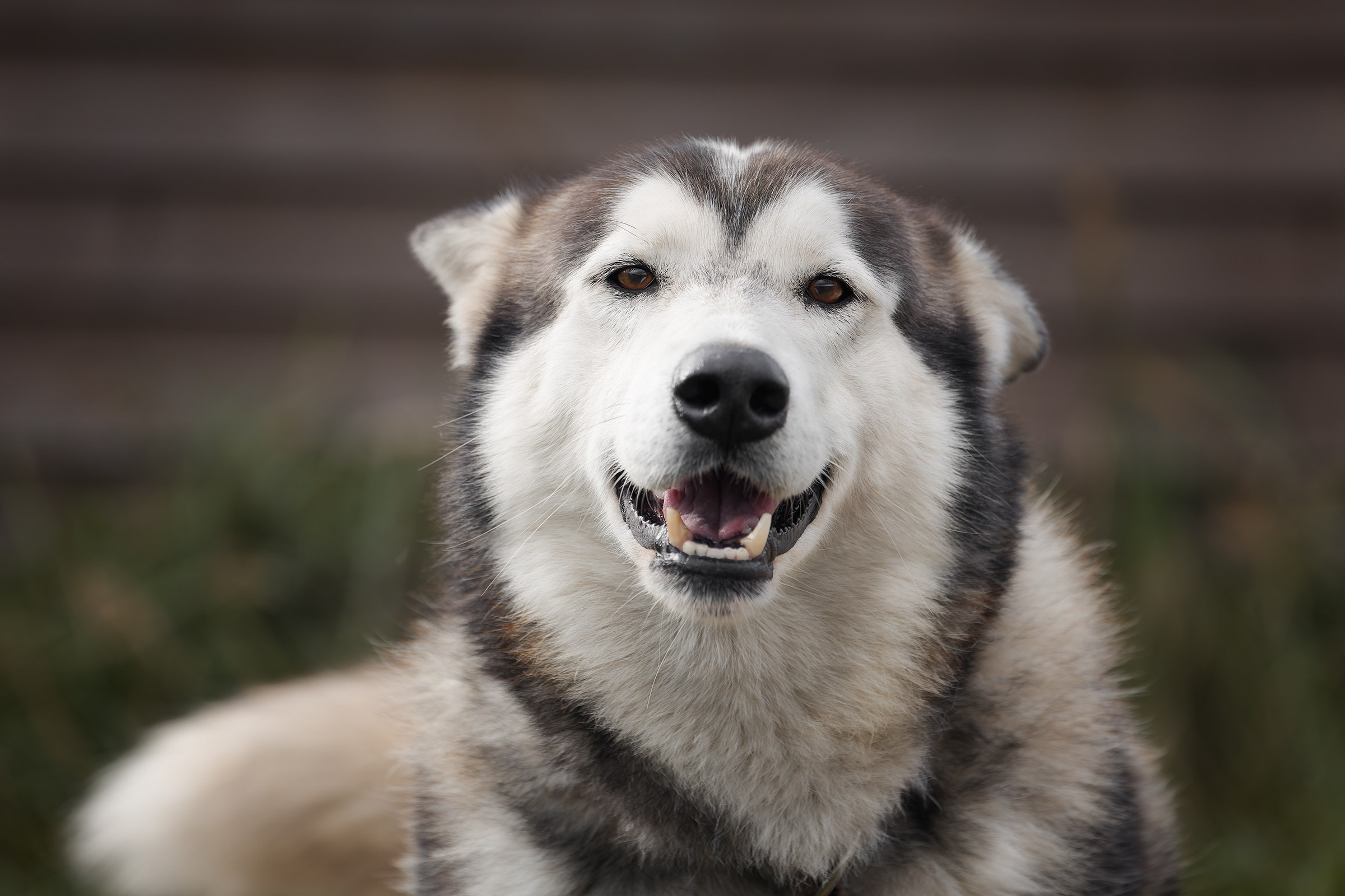 Собаки приюта «Дом северной собаки». Irenephoto.ru