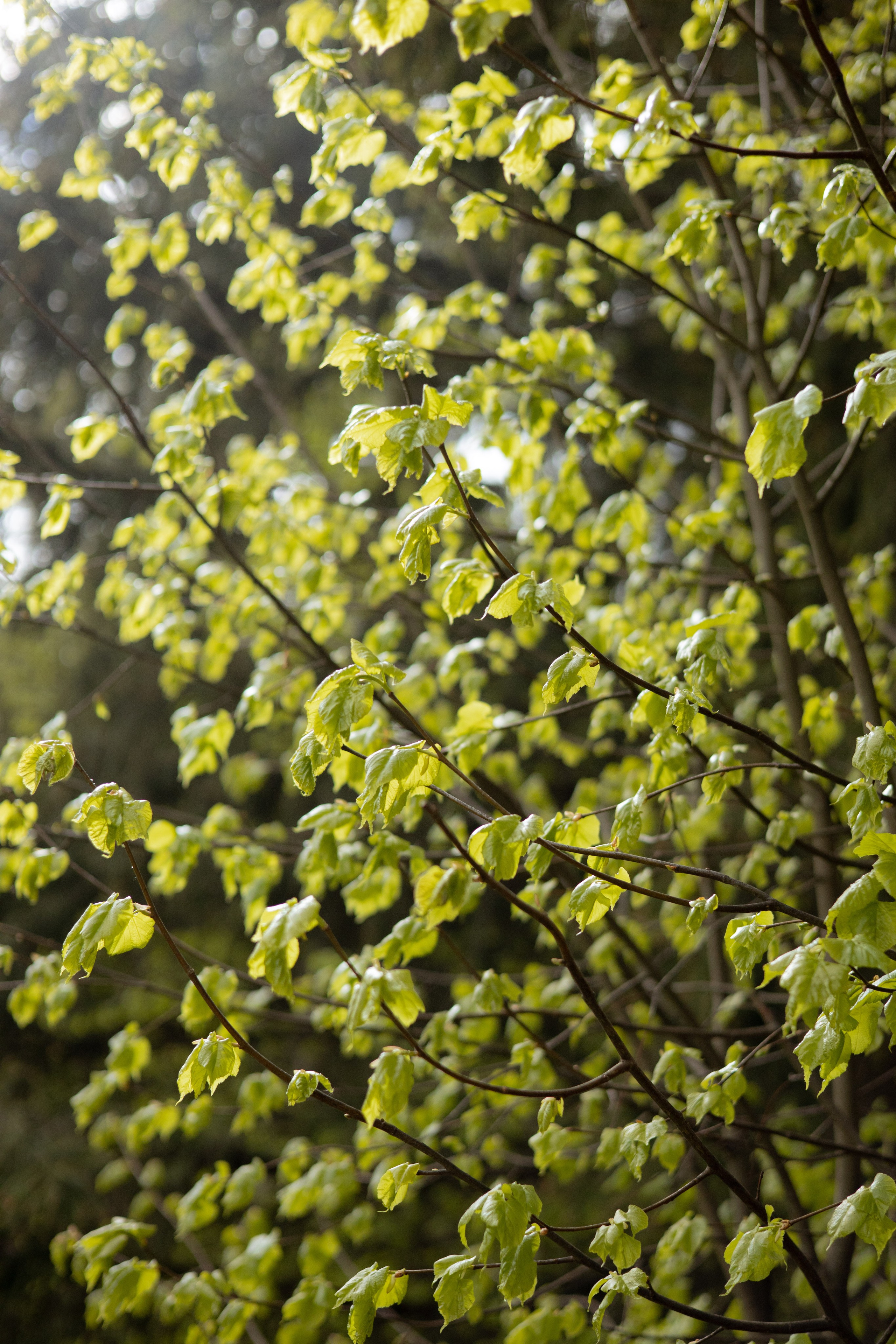 Анастасия & Никита. Оформление свадеб, декор свадеб Вера Маркова, Москва