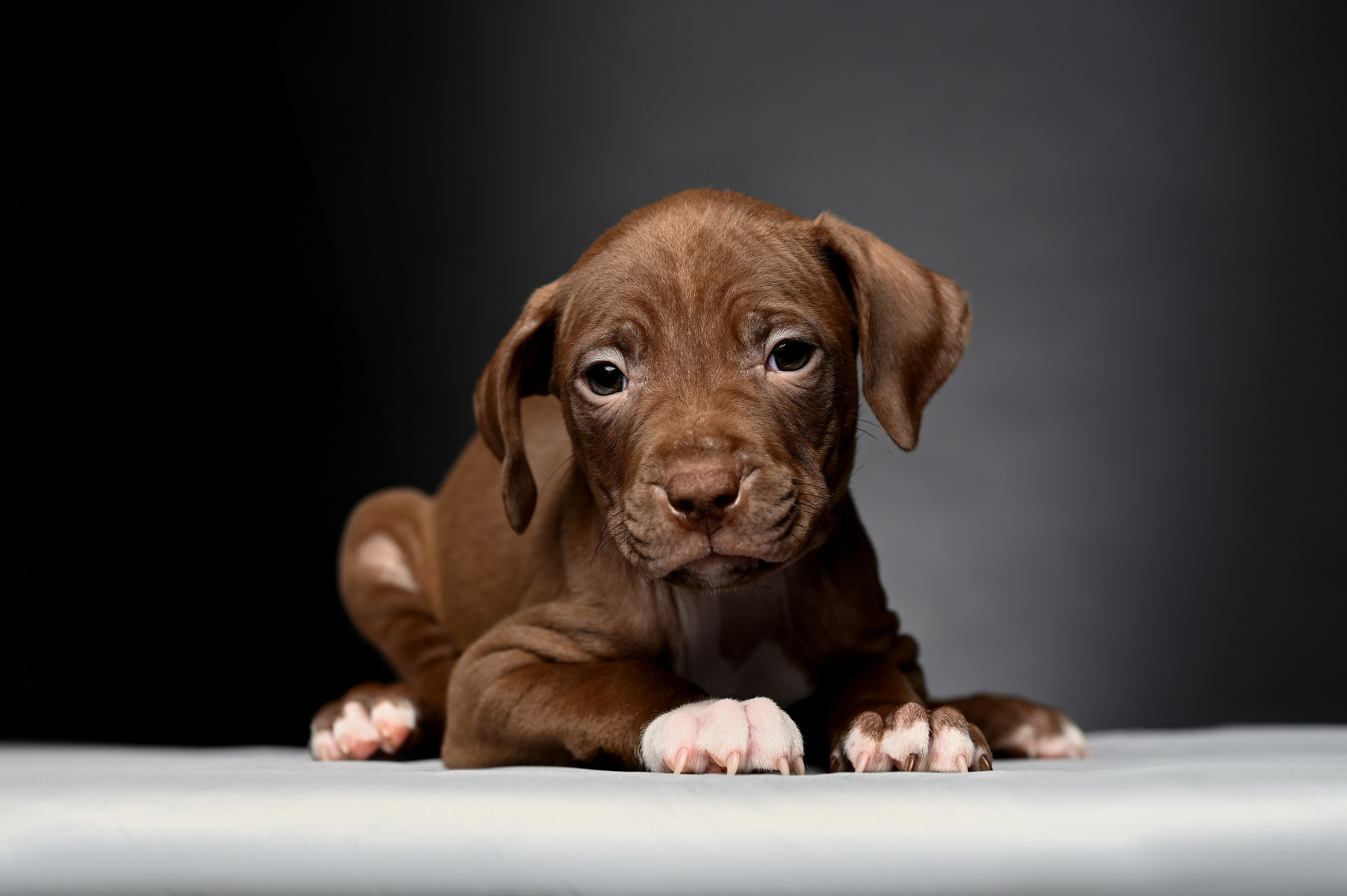 Фотосессия собак, щенков,. Предметная фото и видеосъемка в Саратове| Профессиональный фотограф