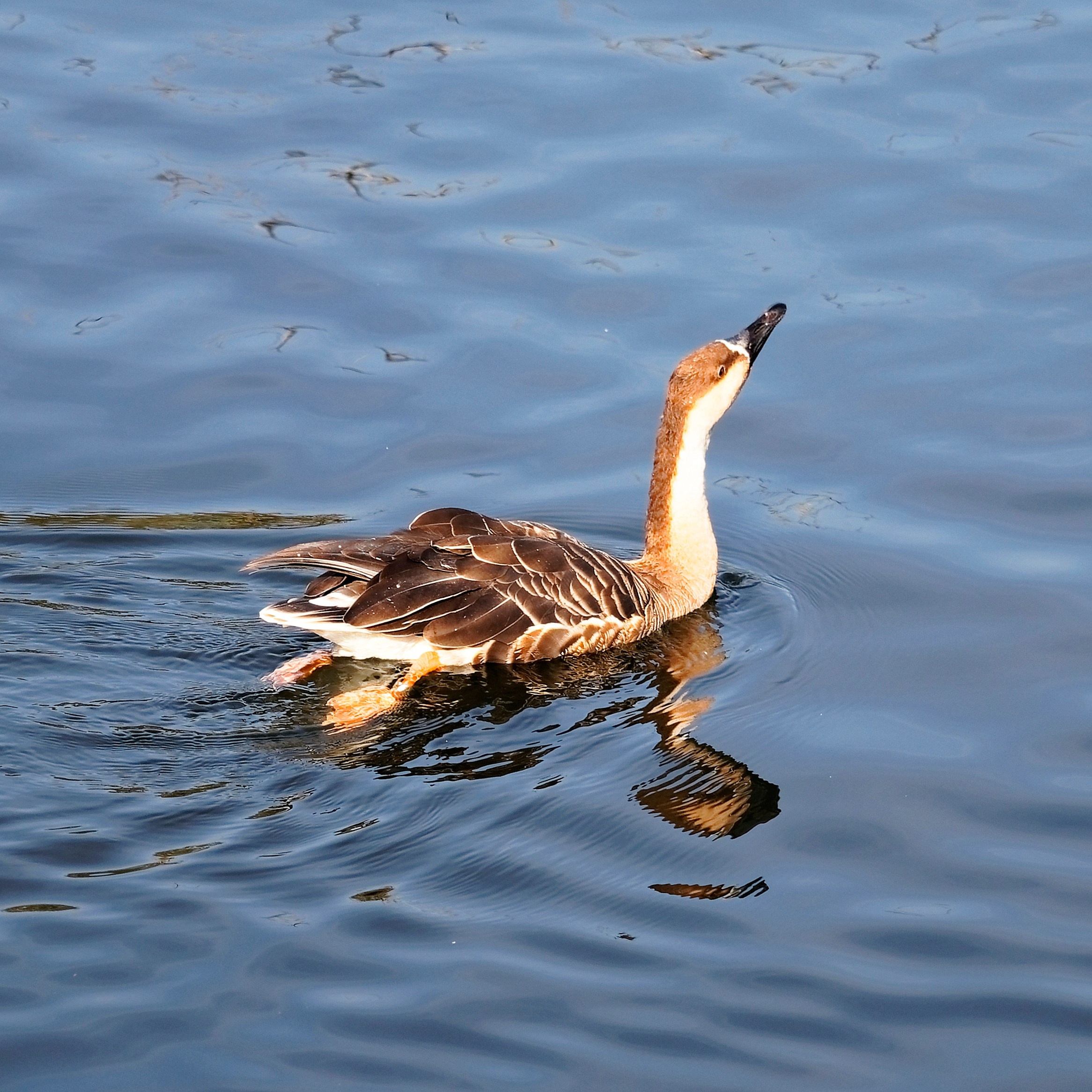 МОСКОВСКИЙ ЗООПАРК. Фотограф Владимир Роля