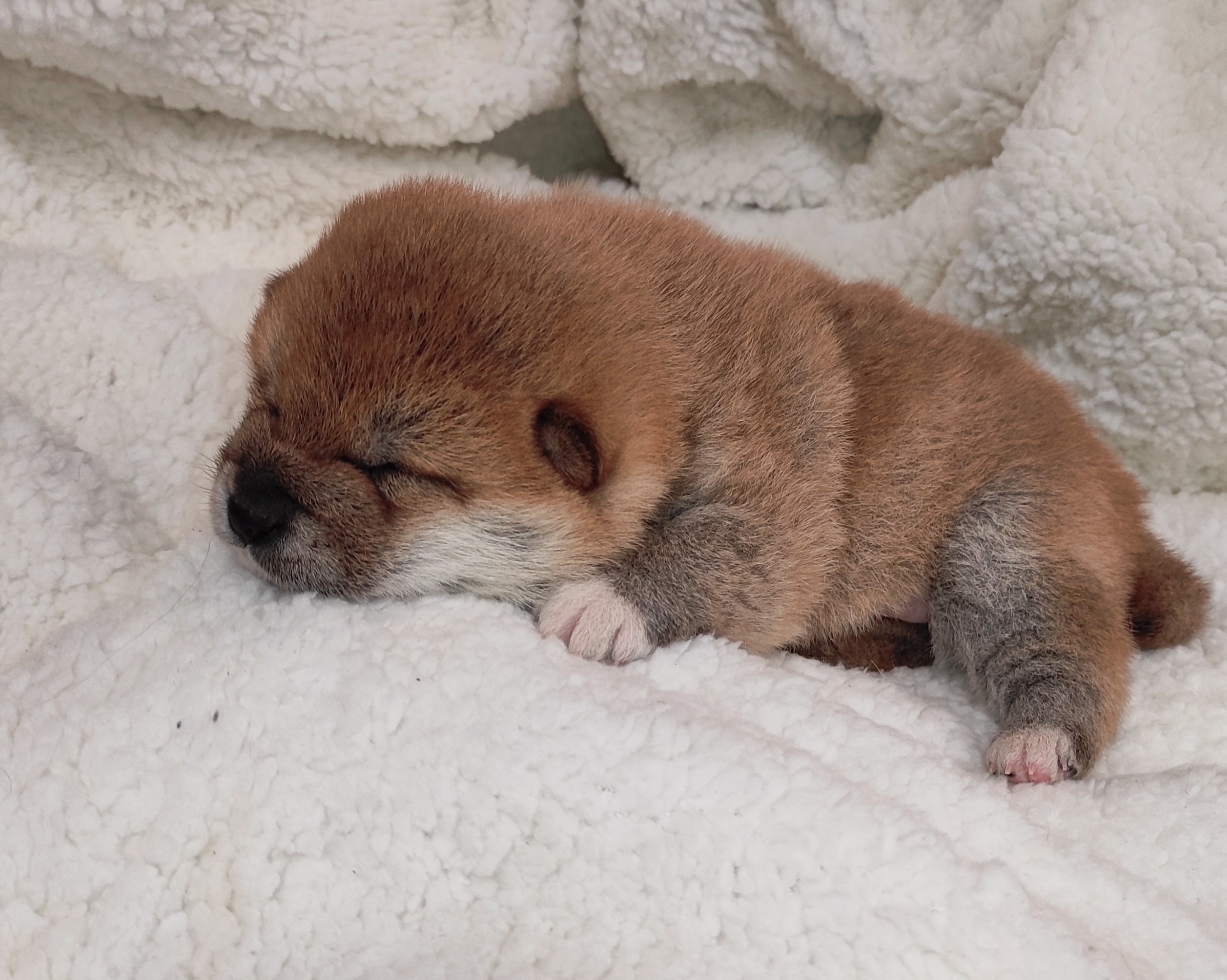 сиба питомник Рубилайт щенки на продажу rubylight  сиба щенки купить СПб Санкт-Петербург 