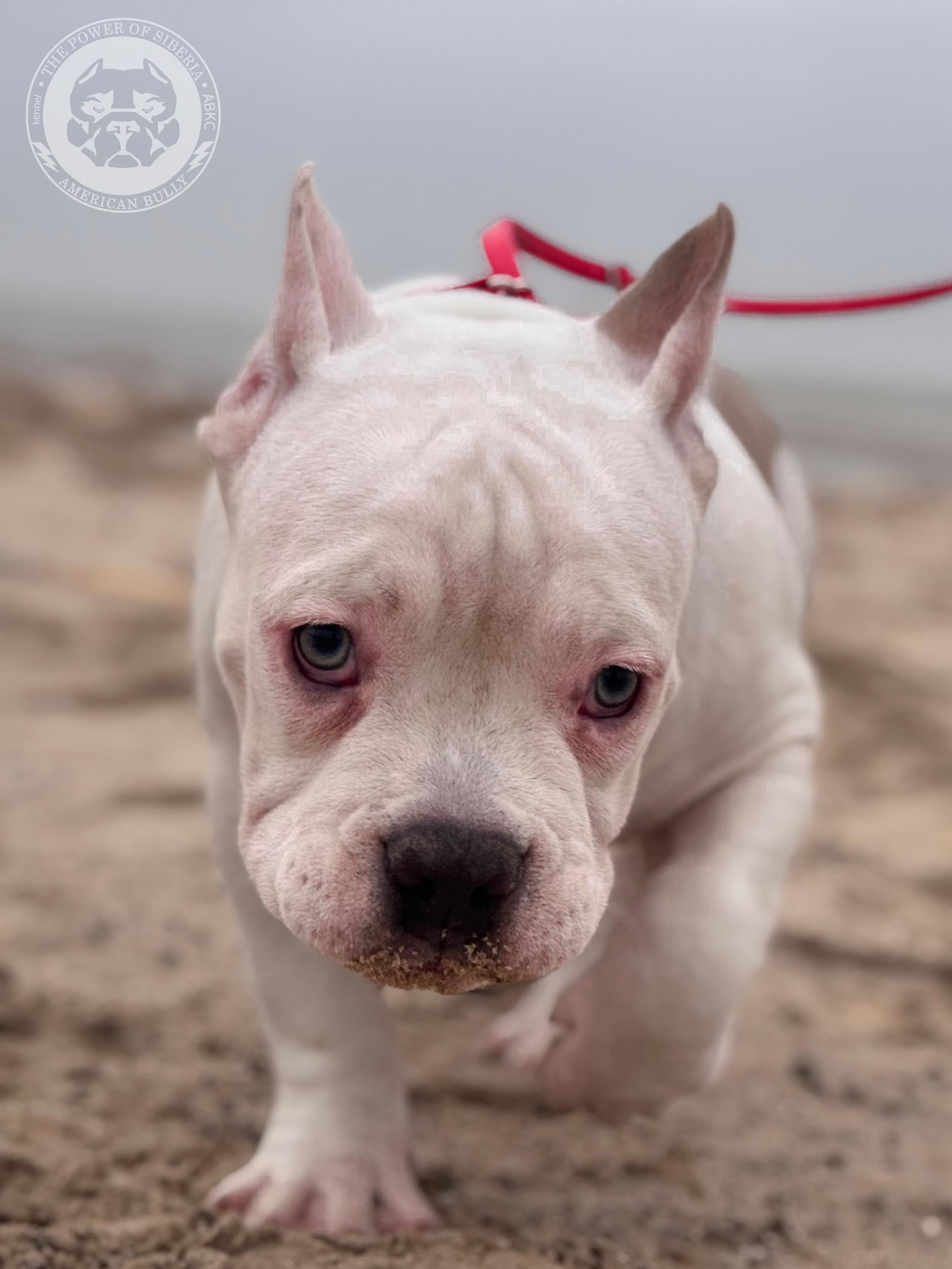 Свободные щенки Американский Булли стандарт и Свободные щенки Американский Булли классик. Американский Булли в г. Ростов-на-Дону. Питомник THE POWER OF SIBERIA