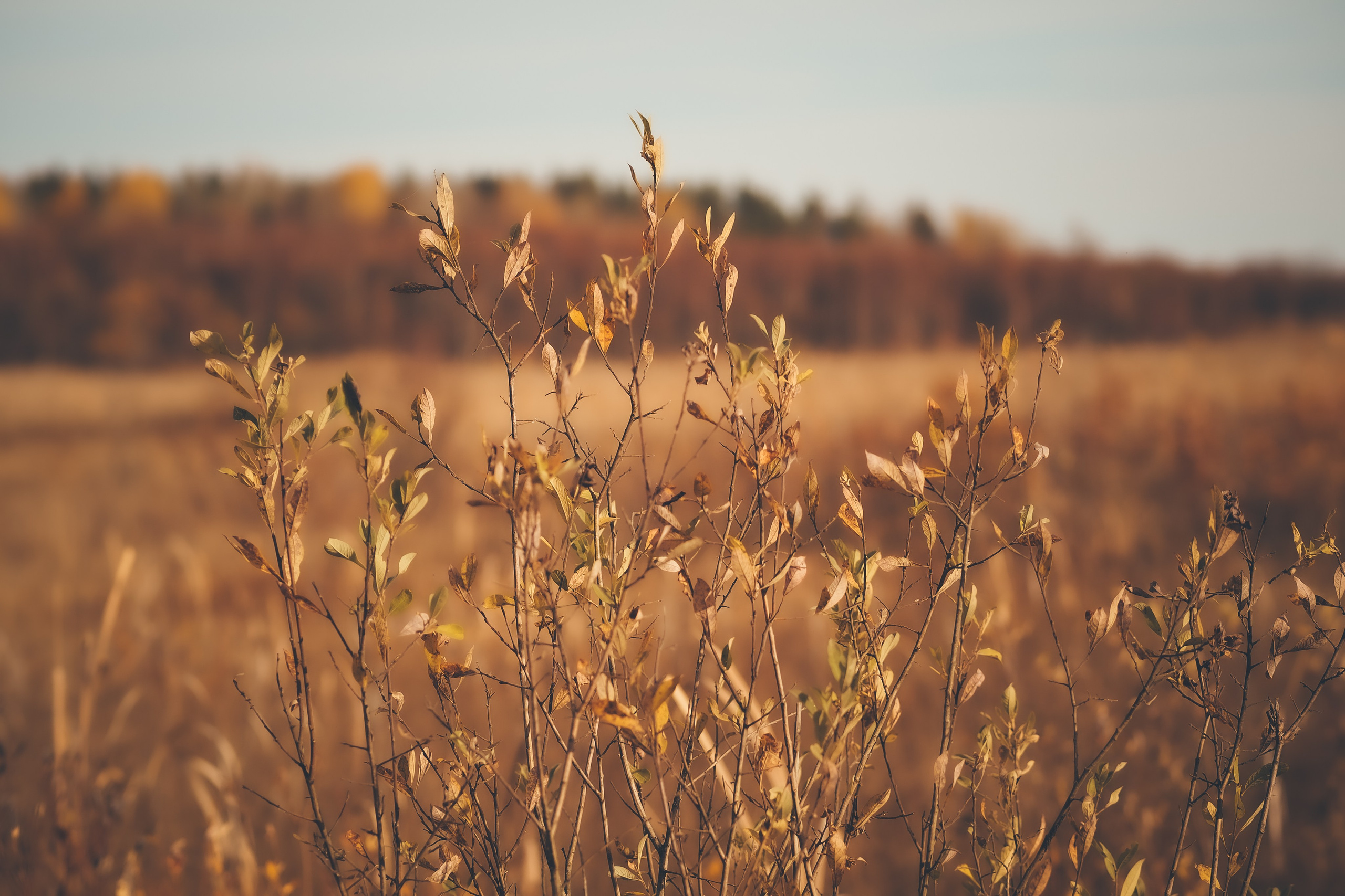 Раковые озера. Свадебный фотограф Копков Геннадий
