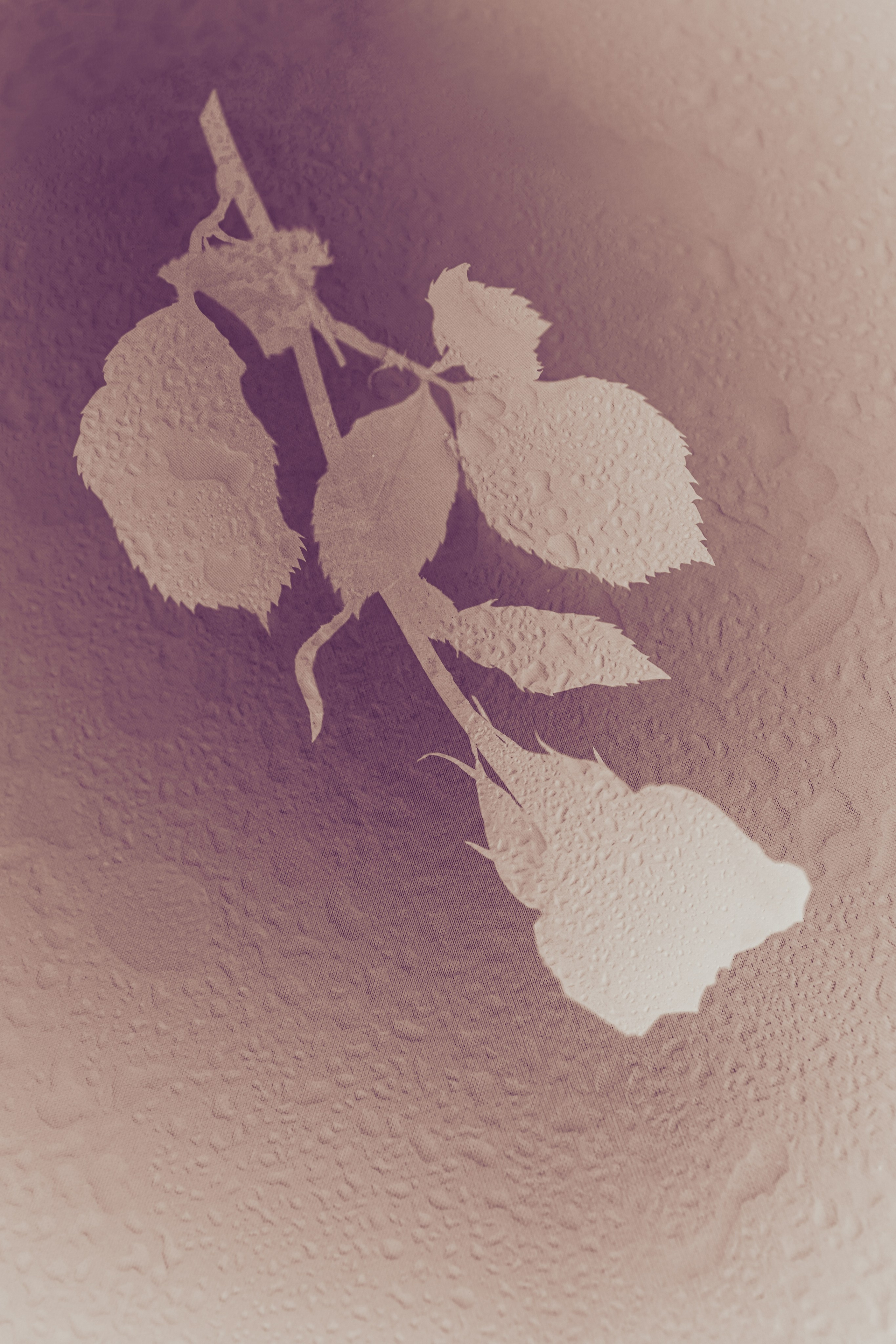 Природа &. Фотохудожник в СПб