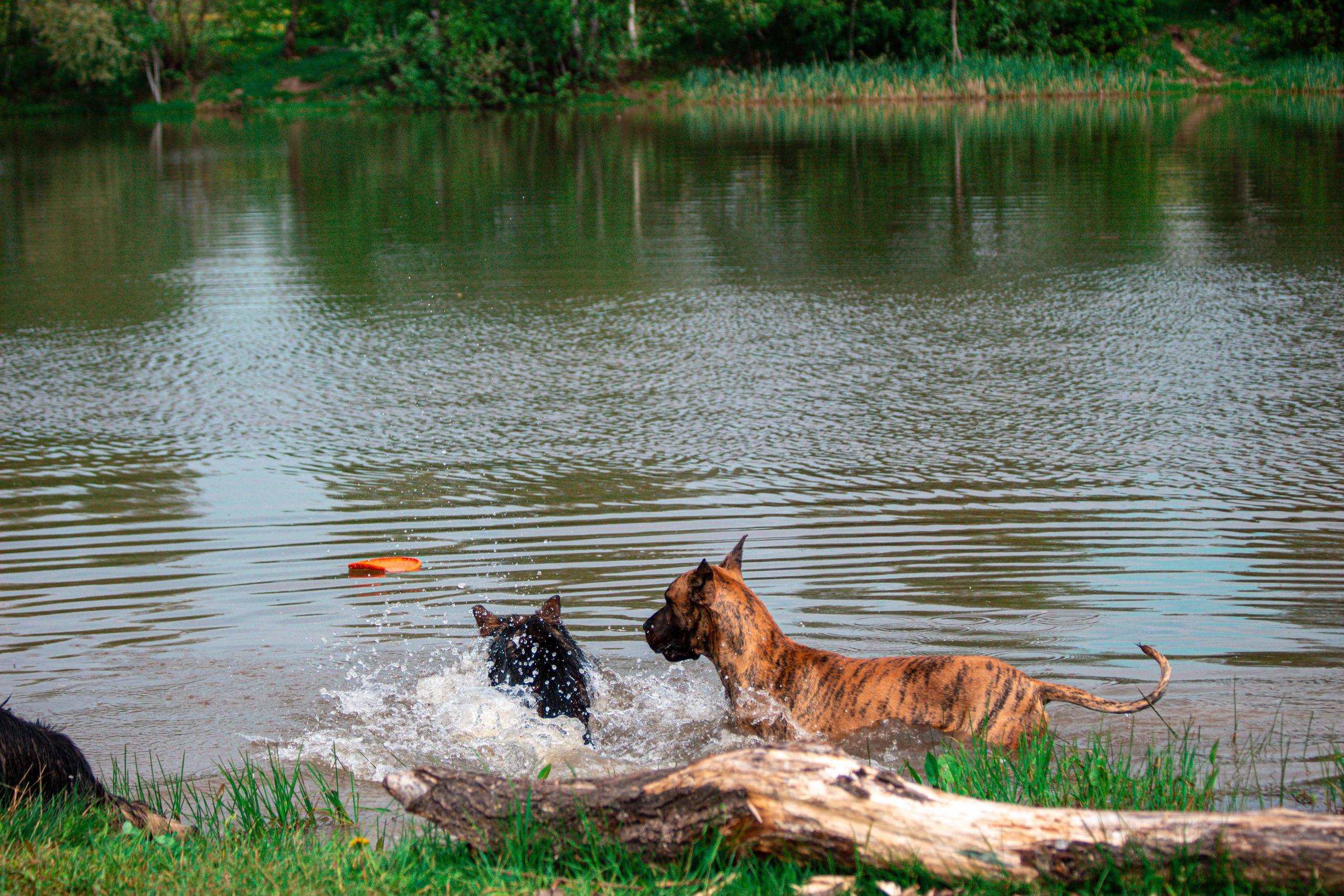 Фотосессии с животными Тула. Фотограф анималист — Тула, Москва