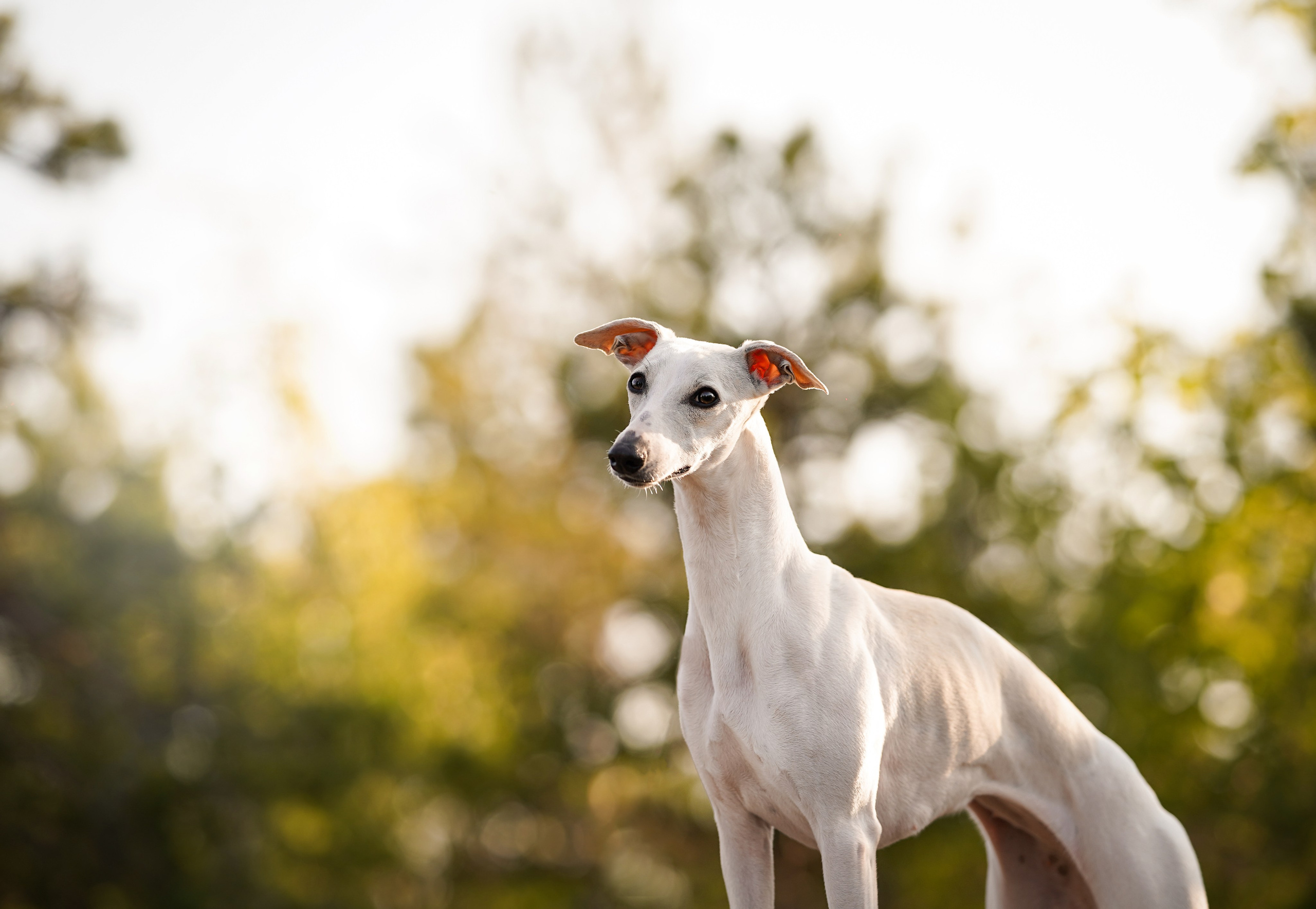 Даша Фифа Гага и Вениамина. Фотограф-анималист в Санкт-Петербурге Яна Мартынова