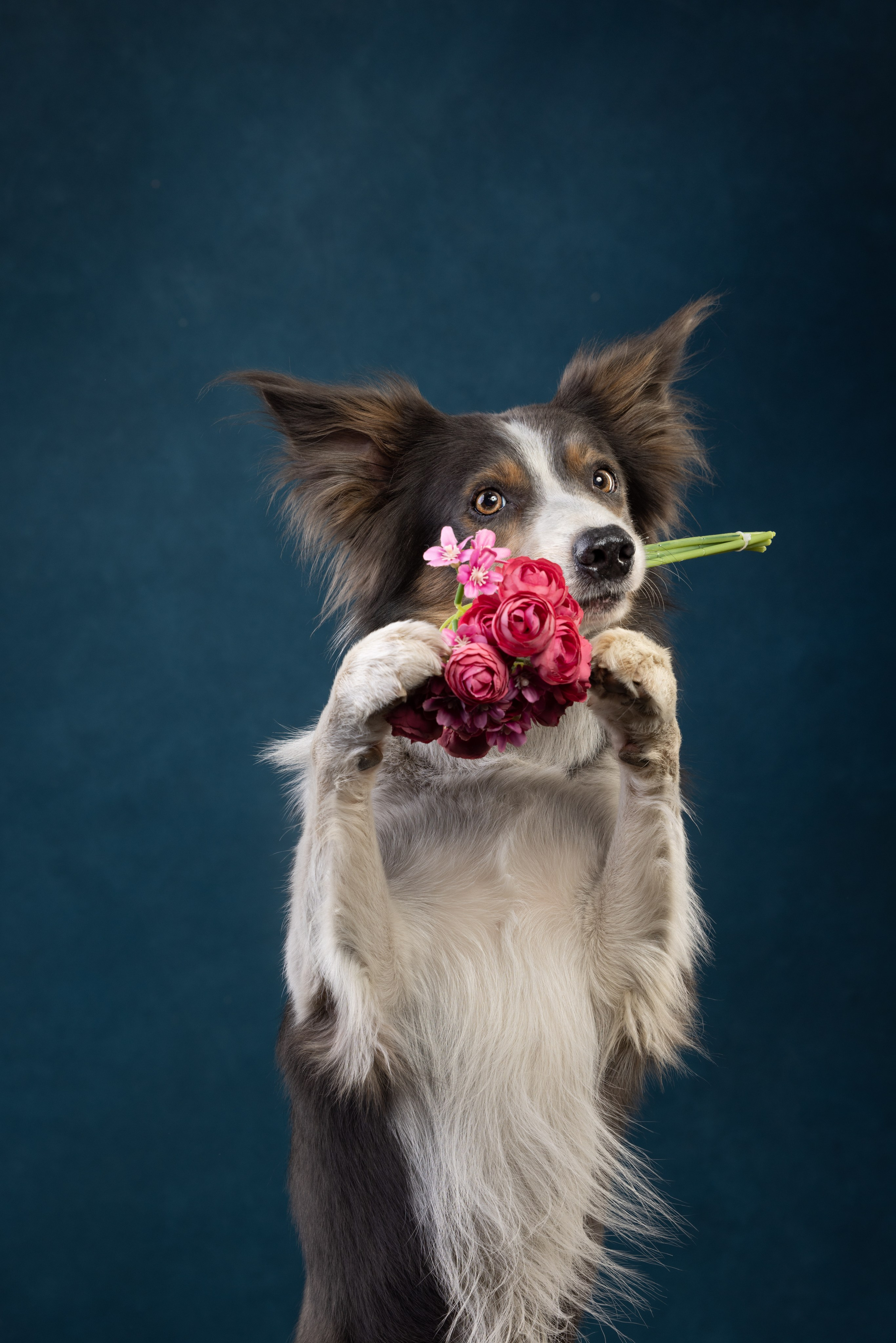 Бордер колли. Фотограф анималист Осипчикова Мария
