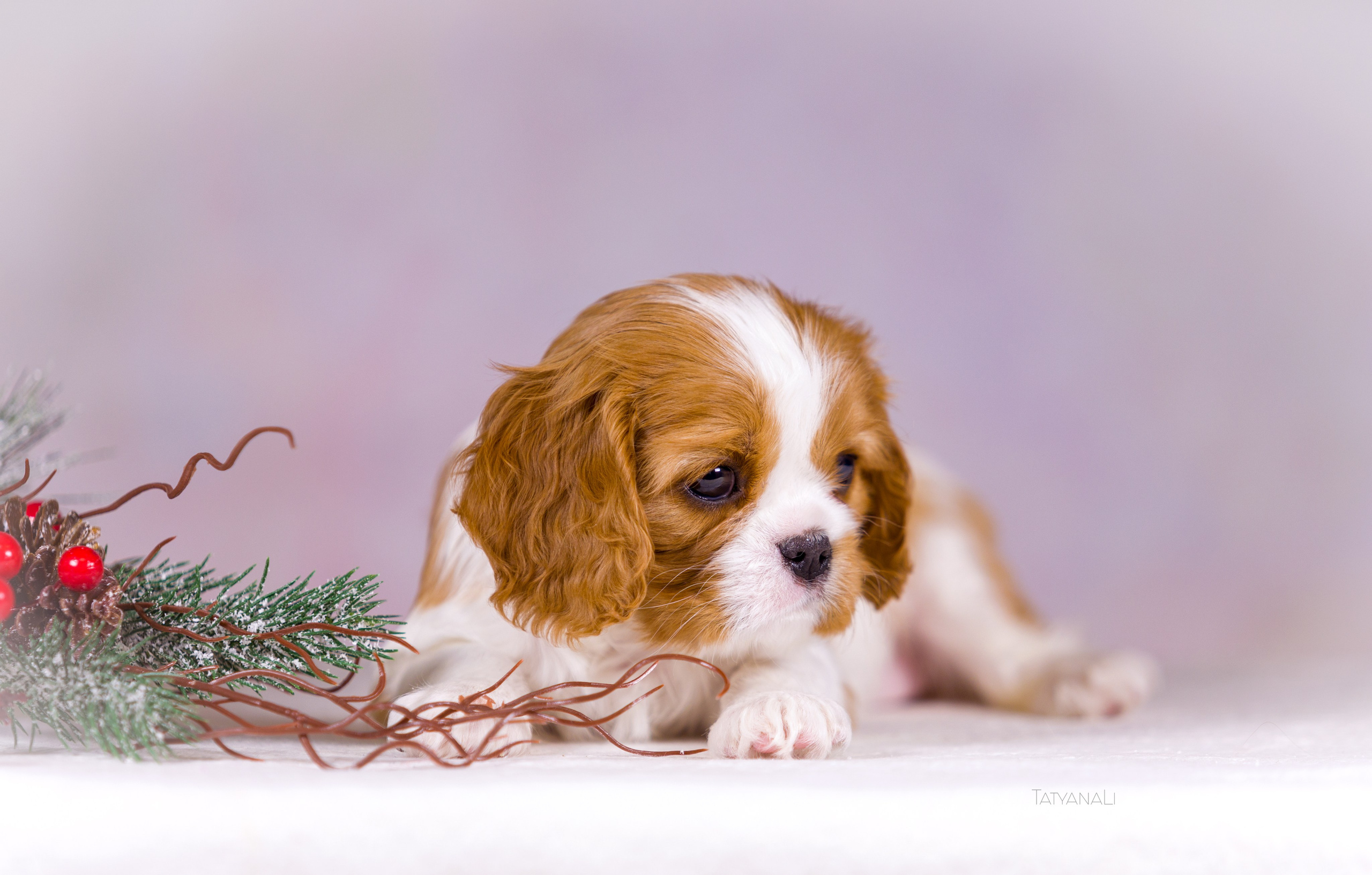Кавалер-Кинг-Чарльз-Спаниель. Фотограф — анималист Татьяна Ли