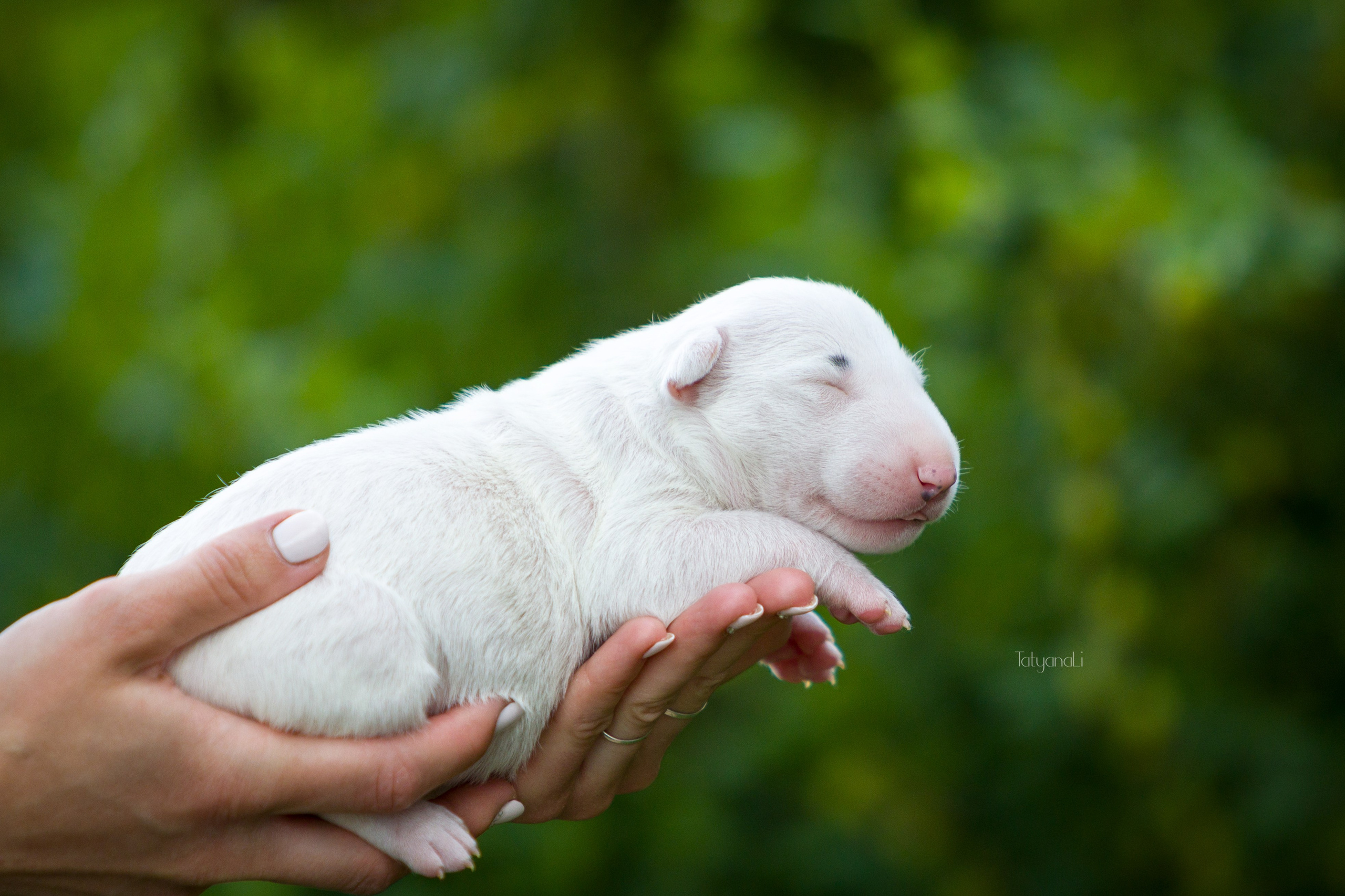 Стандартный бультерьер. Фотограф — анималист Татьяна Ли