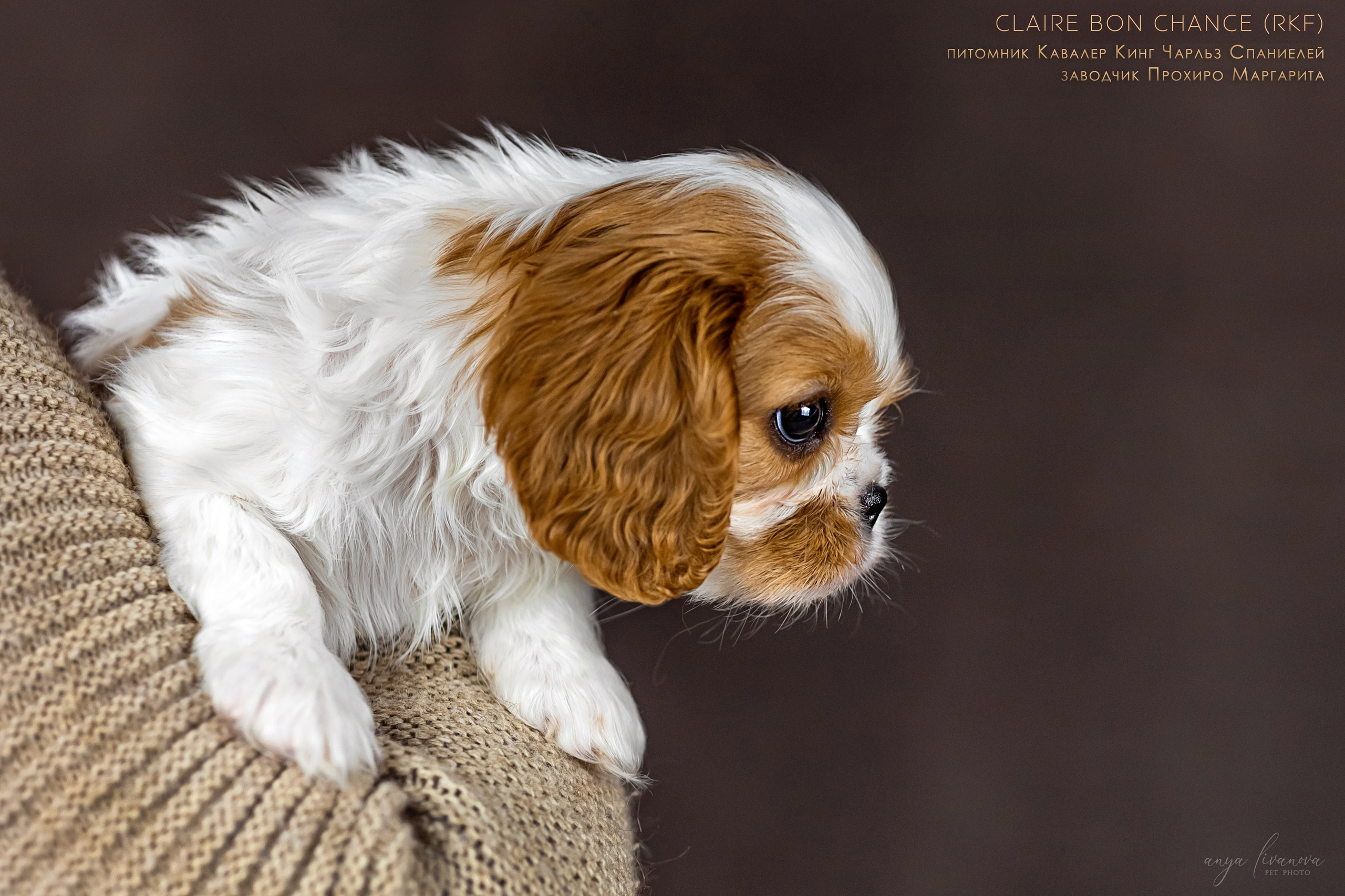 Кавалерчики. Фотограф анималист Аня Ливанова | Рыбинск