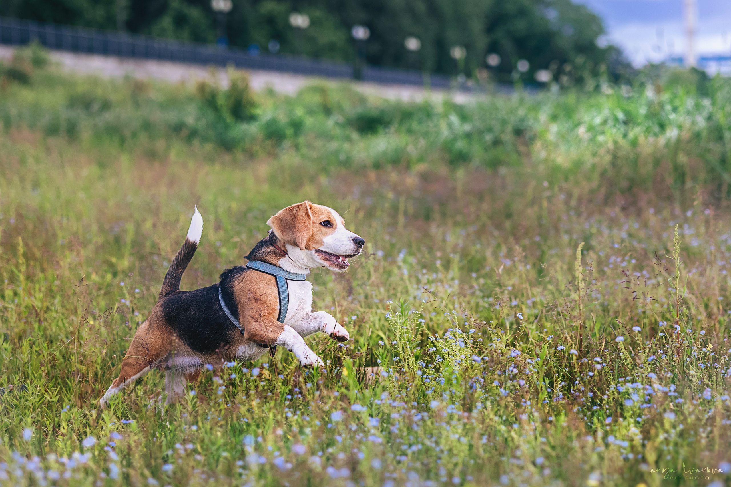 Диана и Дафна. Фотограф анималист Аня Ливанова | Рыбинск