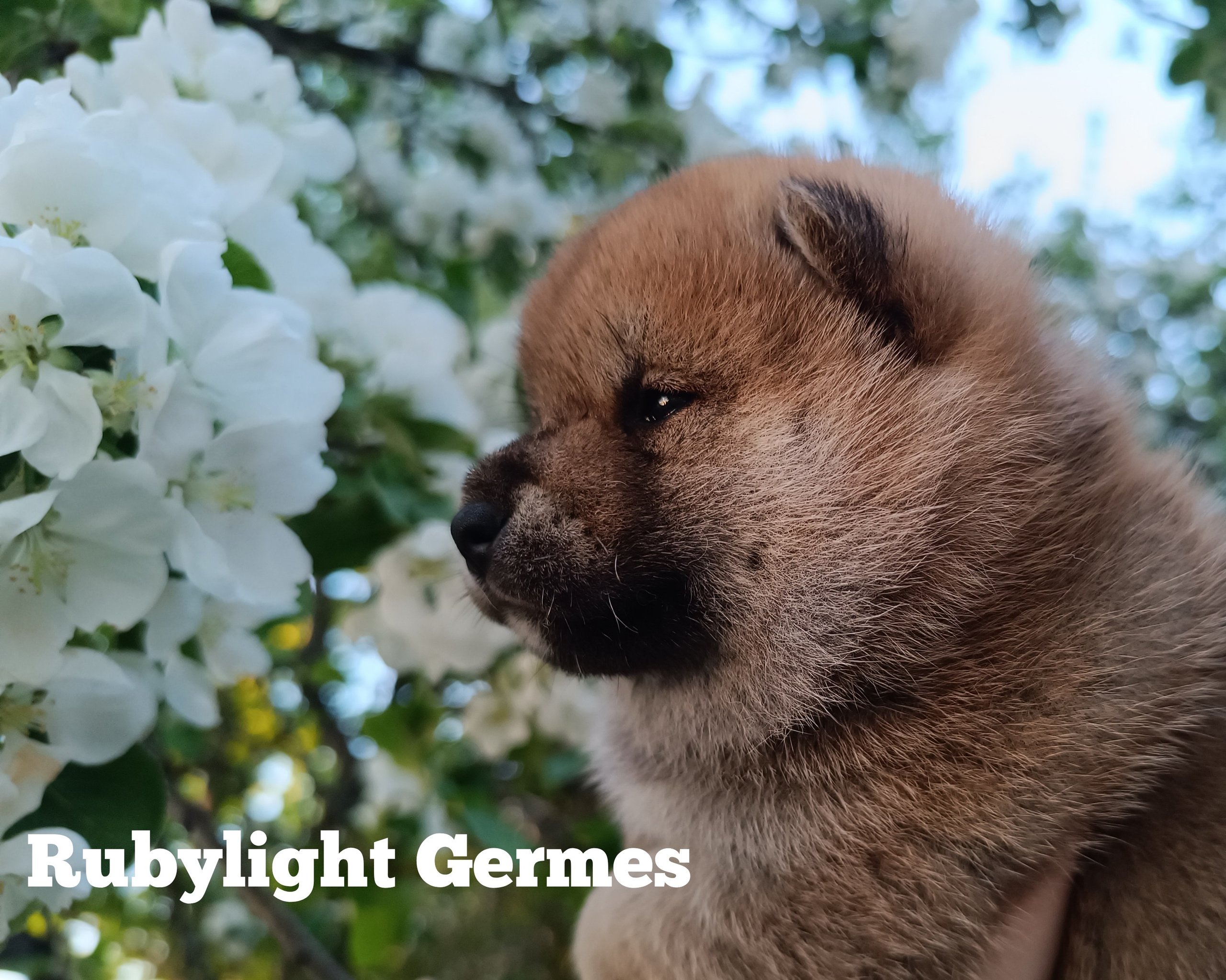 Сиба Rubylight Germes питомник Рубилайт