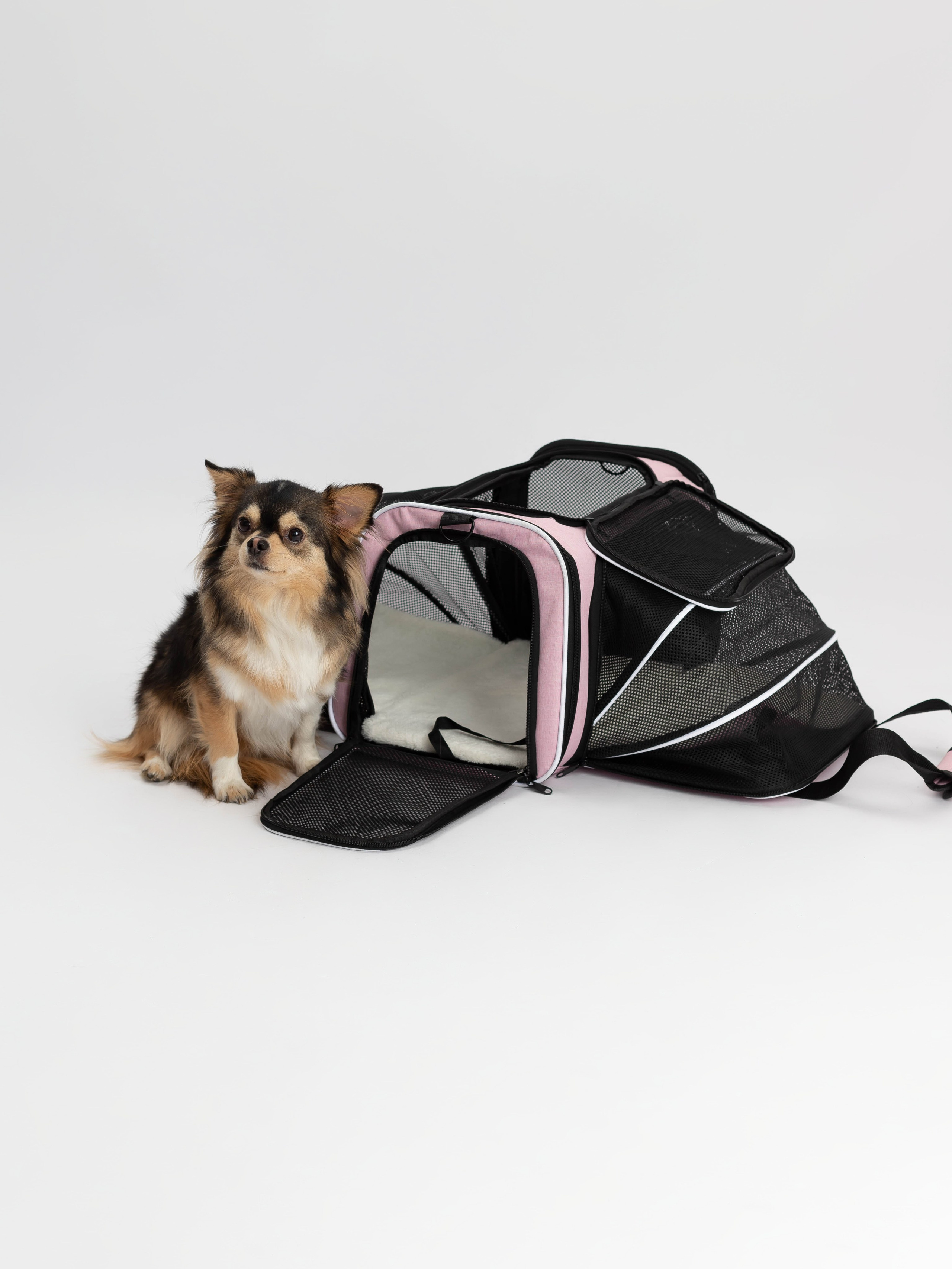 Переноска для питомца. Коммерческий фотограф в Санкт-Петербурге (СПб) Екатерина Панчёха, Панчёшка