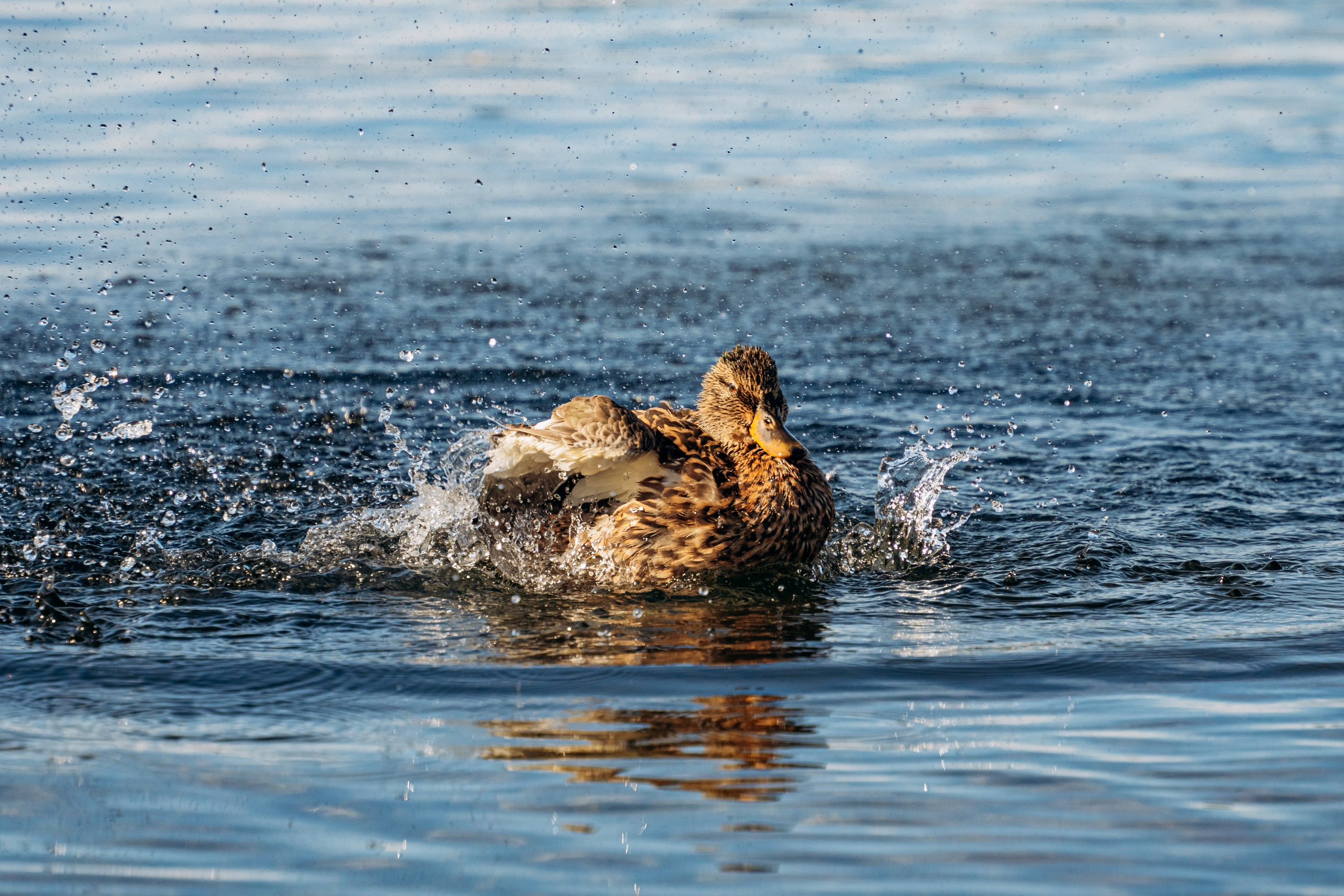 СЕВЕР. Event фотограф Степанова Александра