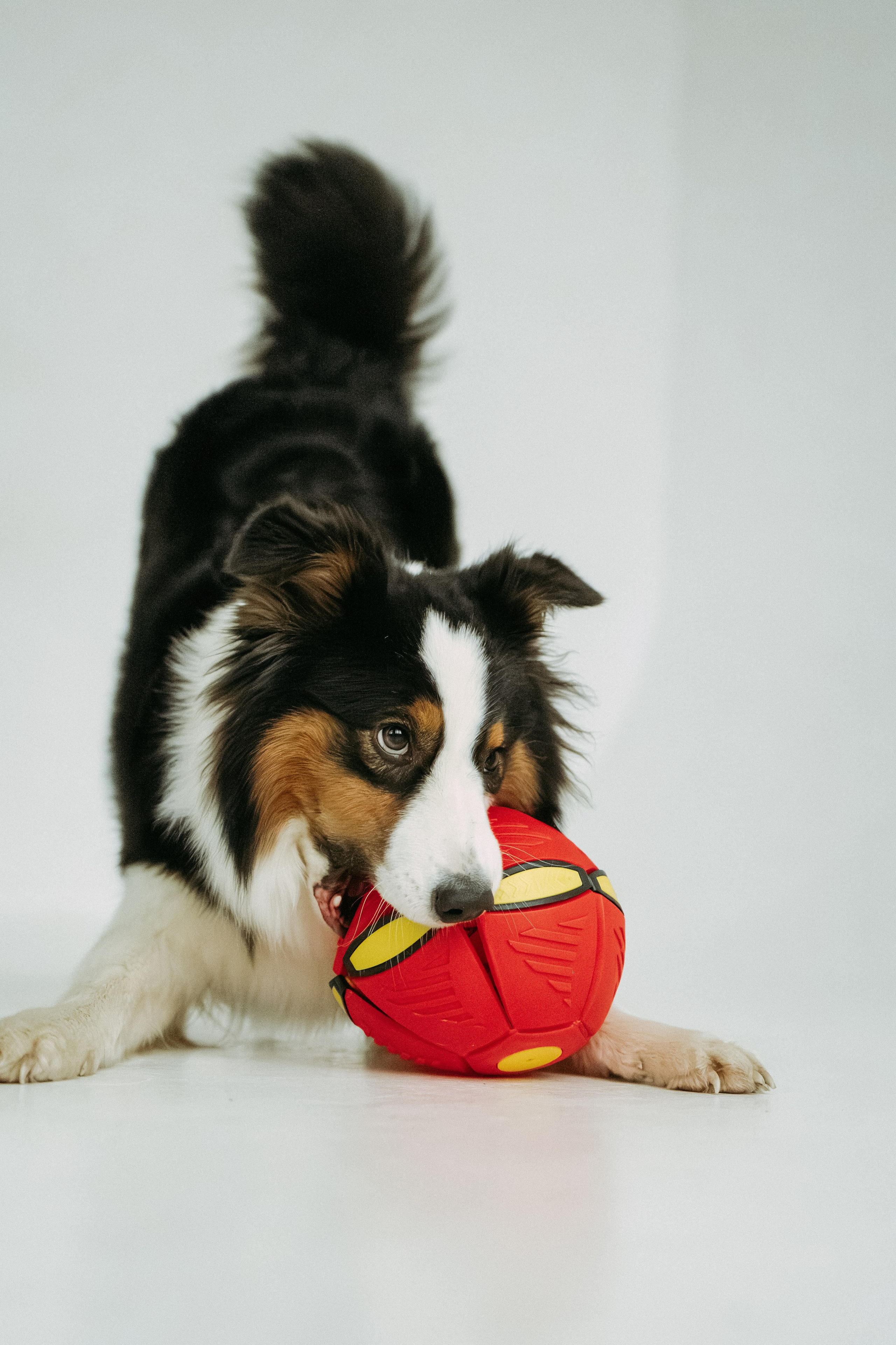 Мячи-попрыгуны. Фотораф — анималист Мария Шистка