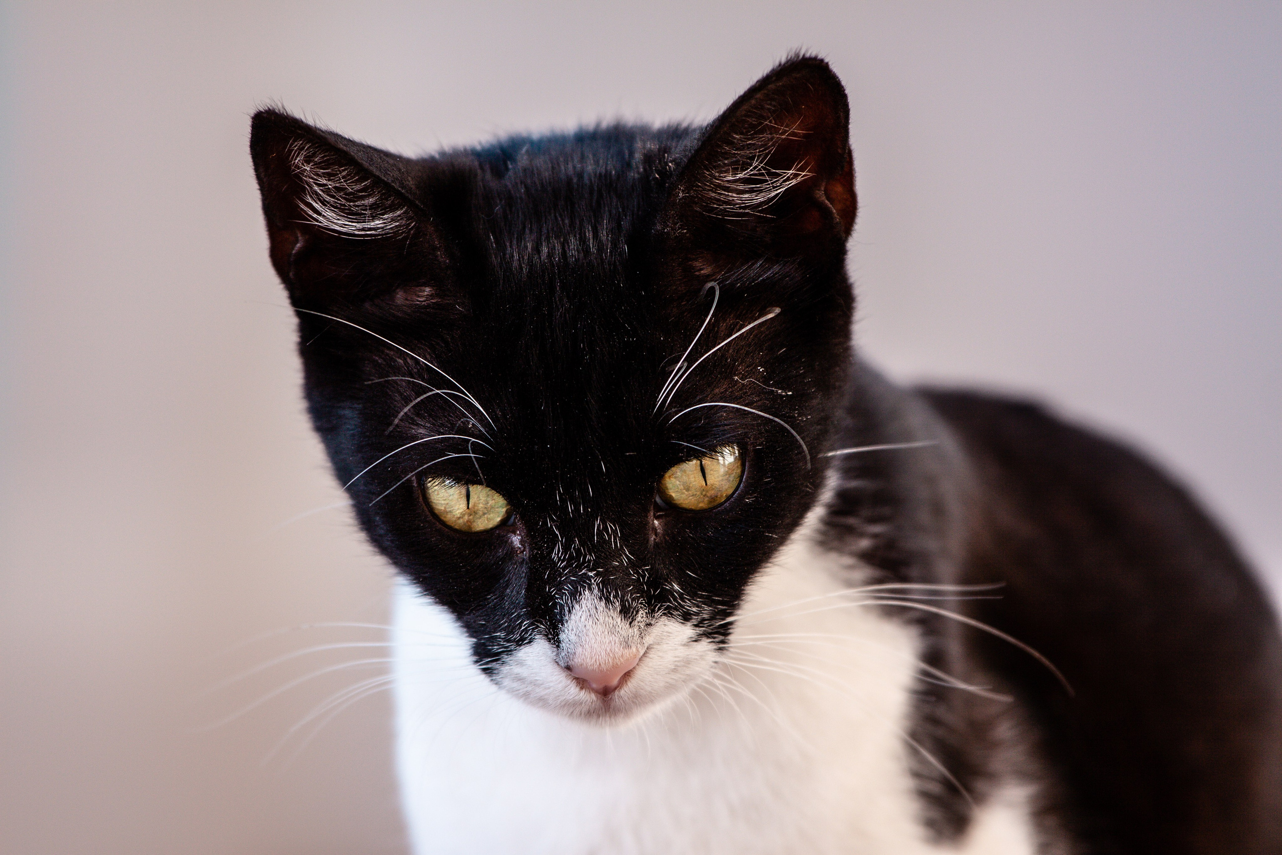 Рубрика Котиков. Дария Галямова — фотограф: открытый, творческий, коммерческий