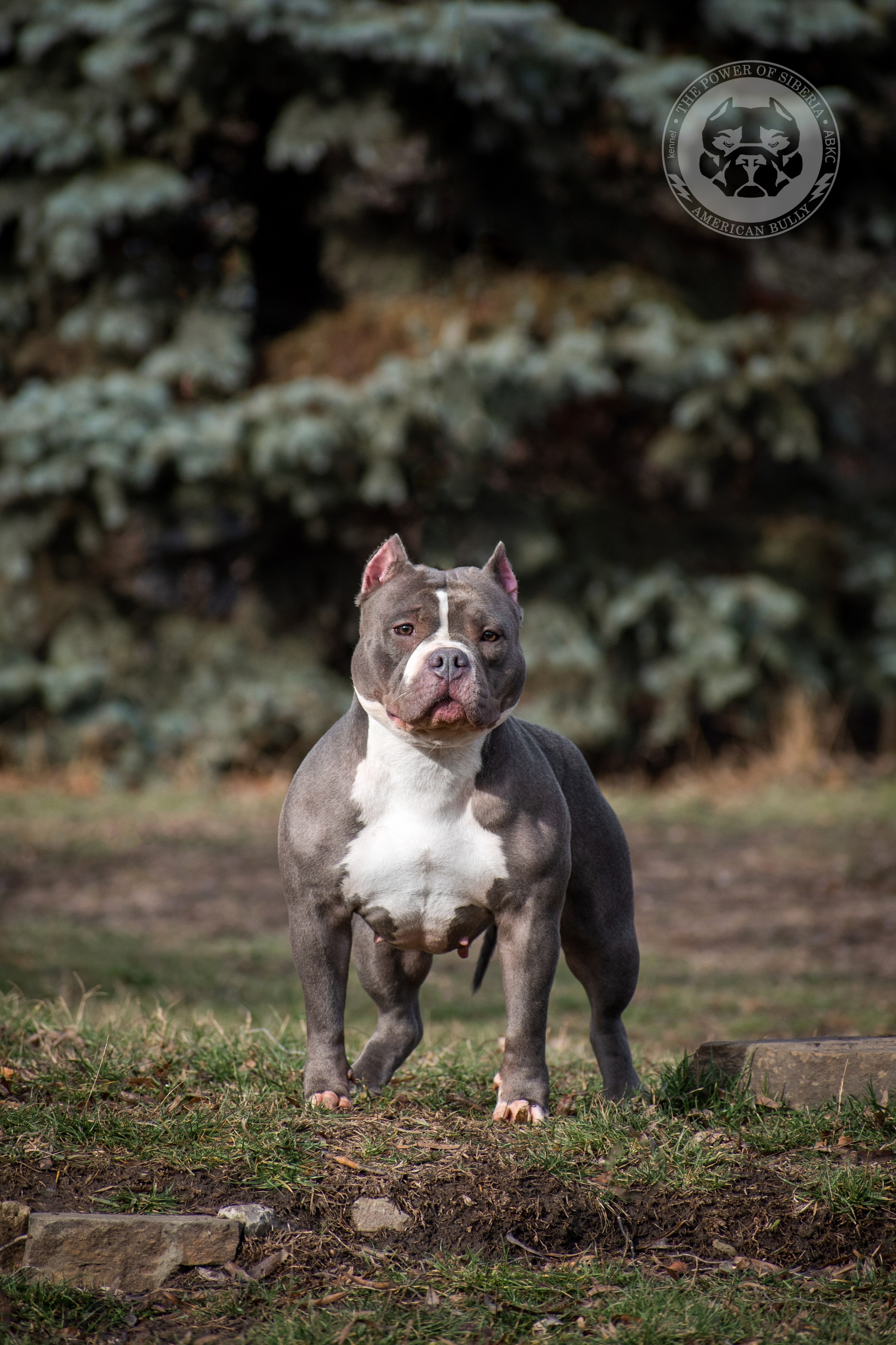 официальный питомник American Bully в Пензе