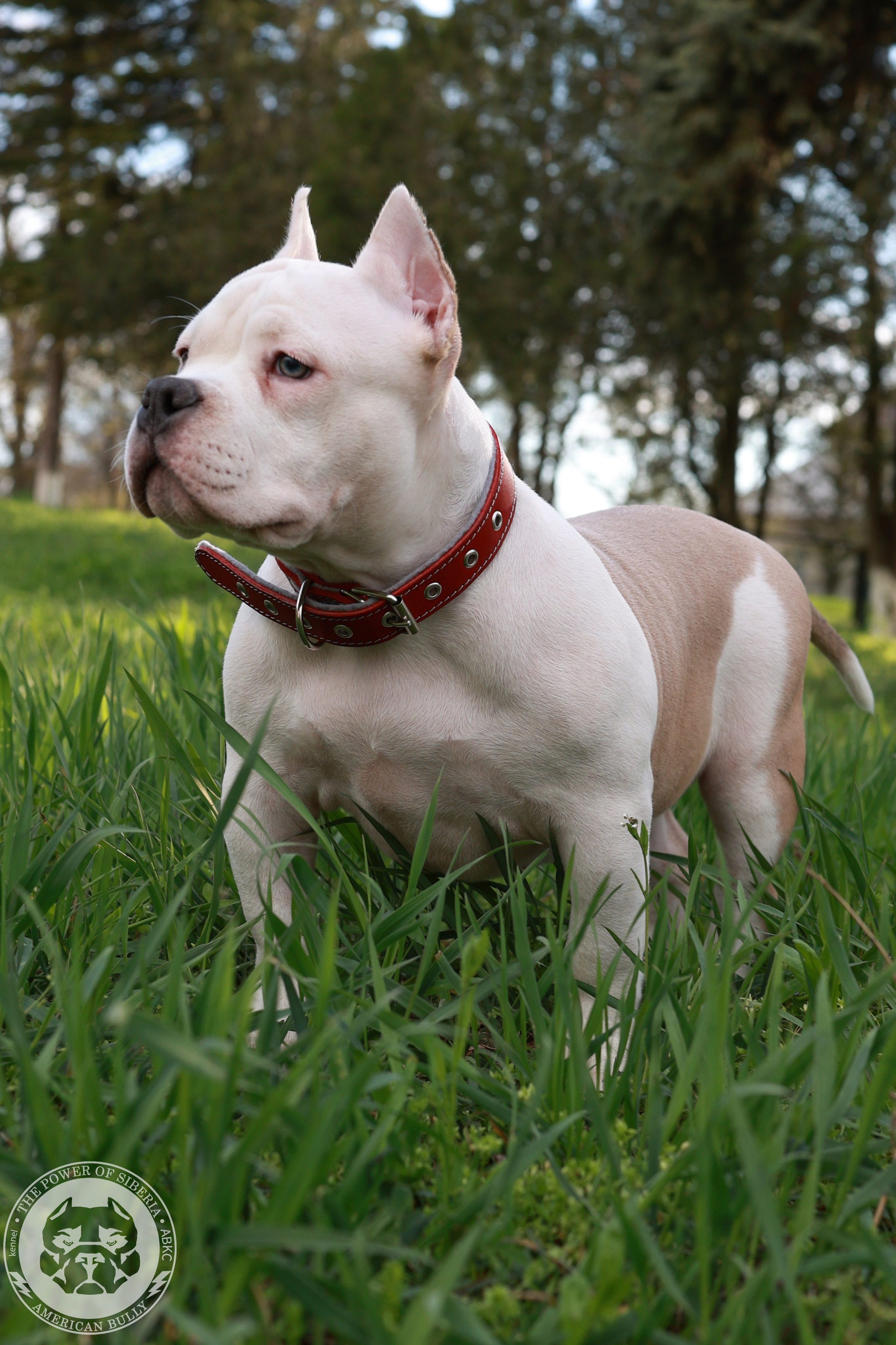 13.12.25-Мия-Турук. Американский Булли в г. Ростов-на-Дону. Питомник THE POWER OF SIBERIA