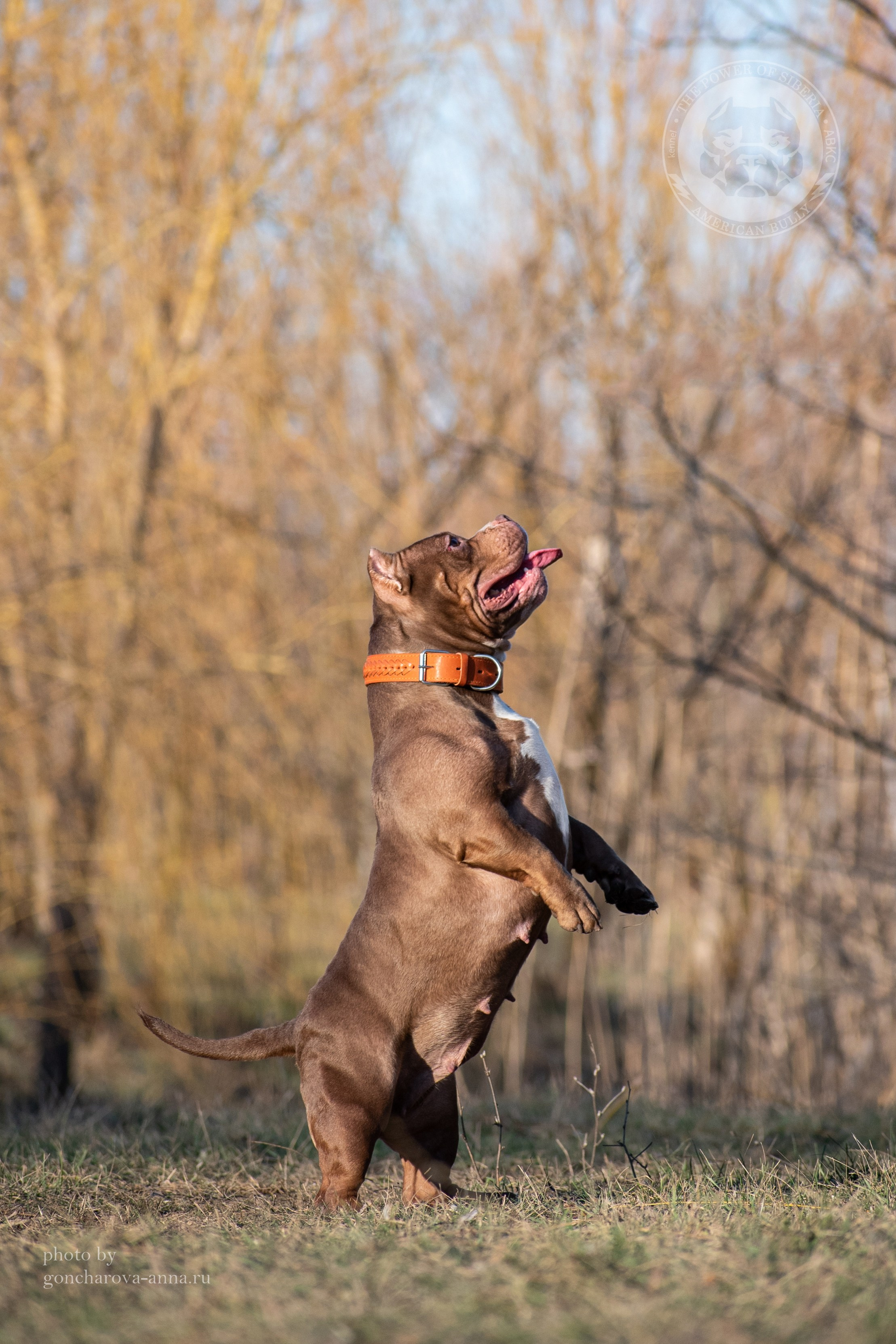 кобель на вязку American Bully в Барнауле