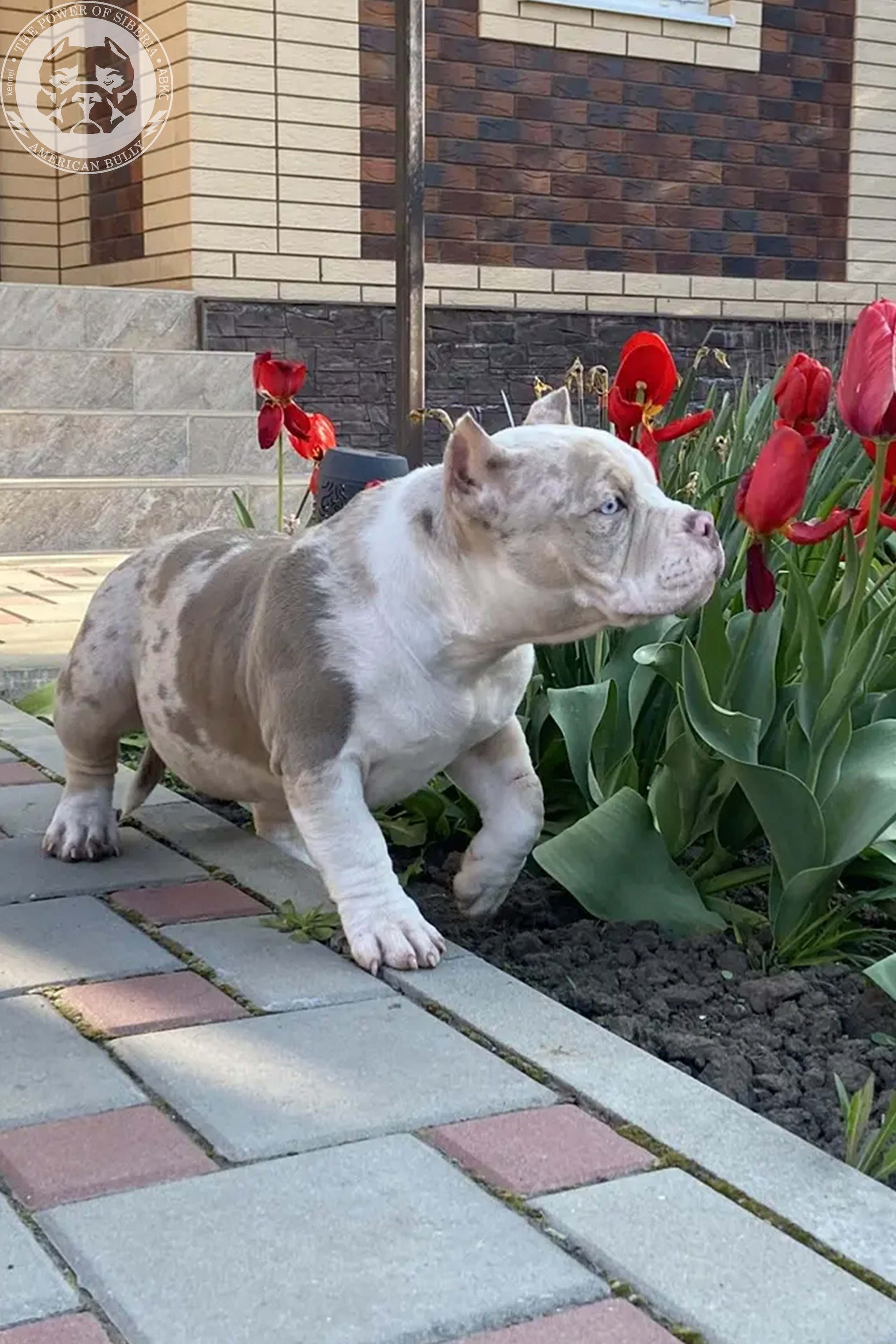 Свободные щенки Американский Булли, в типах покет, классик, стандарт. Американский Булли в г. Ростов-на-Дону. Питомник THE POWER OF SIBERIA
