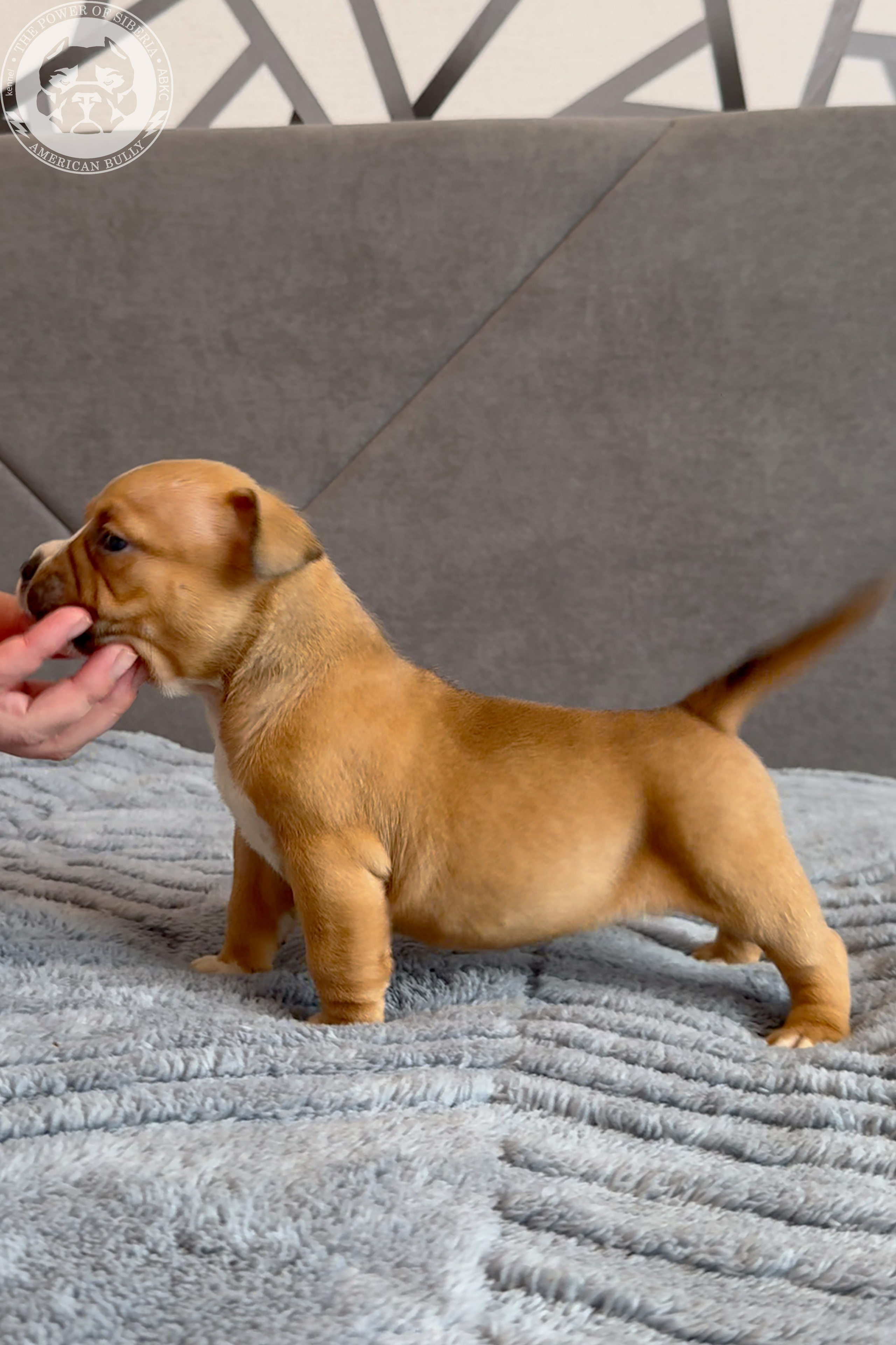 Свободные щенки Американский Булли, в типах покет, классик, стандарт. Американский Булли в г. Ростов-на-Дону. Питомник THE POWER OF SIBERIA