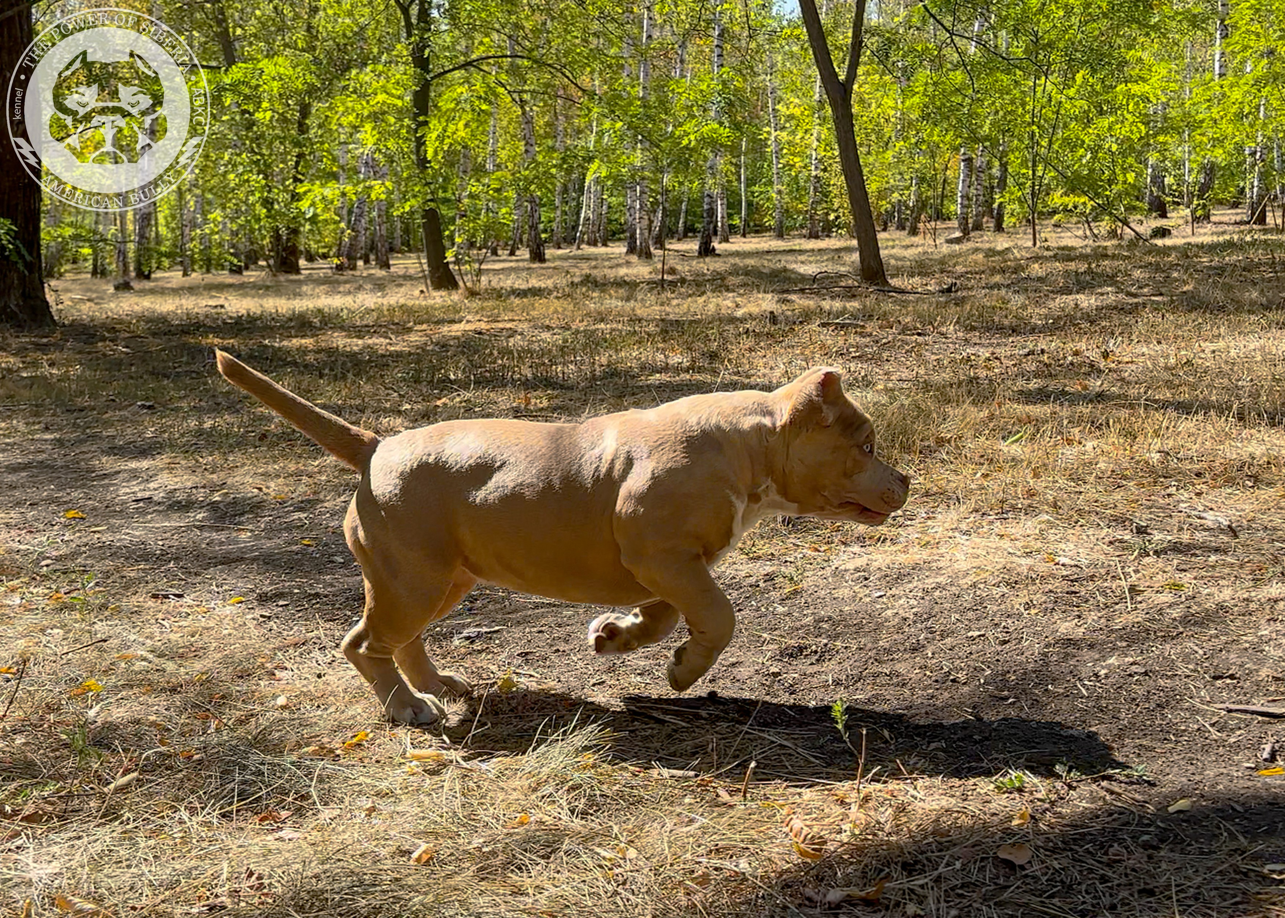 Помет Каспер и Тагира. 21.04.25. Американский Булли в г. Ростов-на-Дону. Питомник THE POWER OF SIBERIA