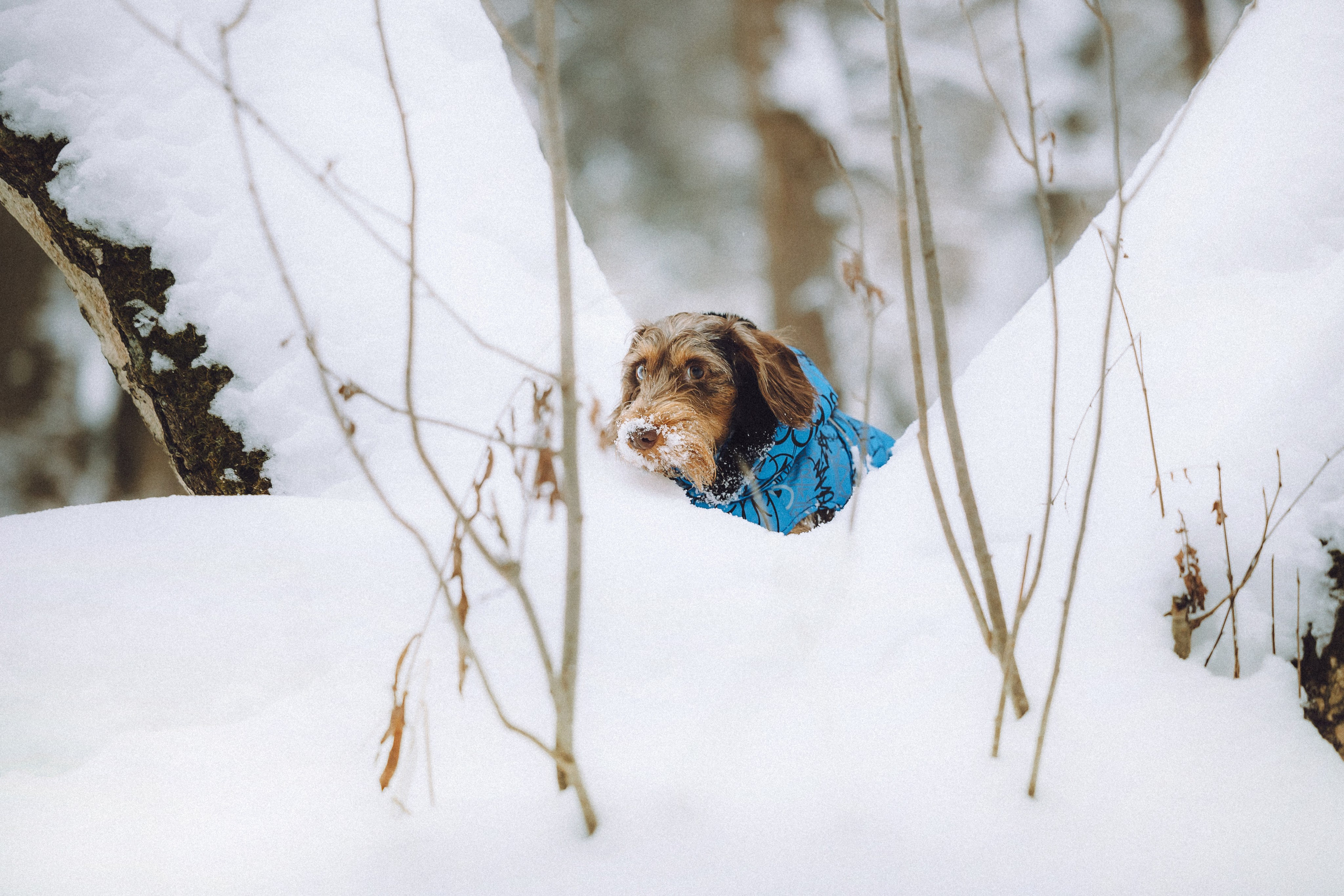 Каспер и его семья