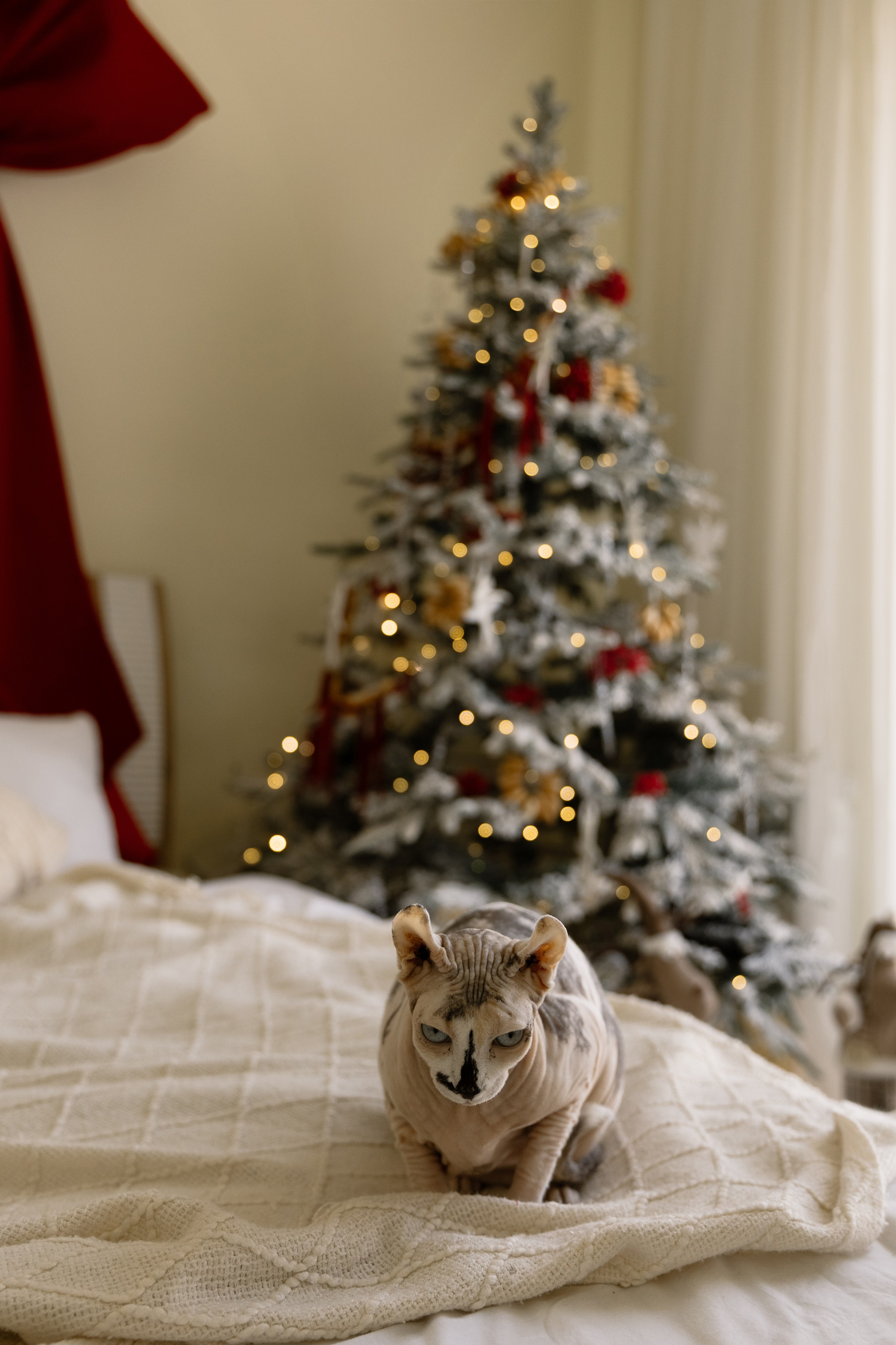 Под Новый год. Свадебный и семейный фотограф Ксения Борщевская в Ташкенте