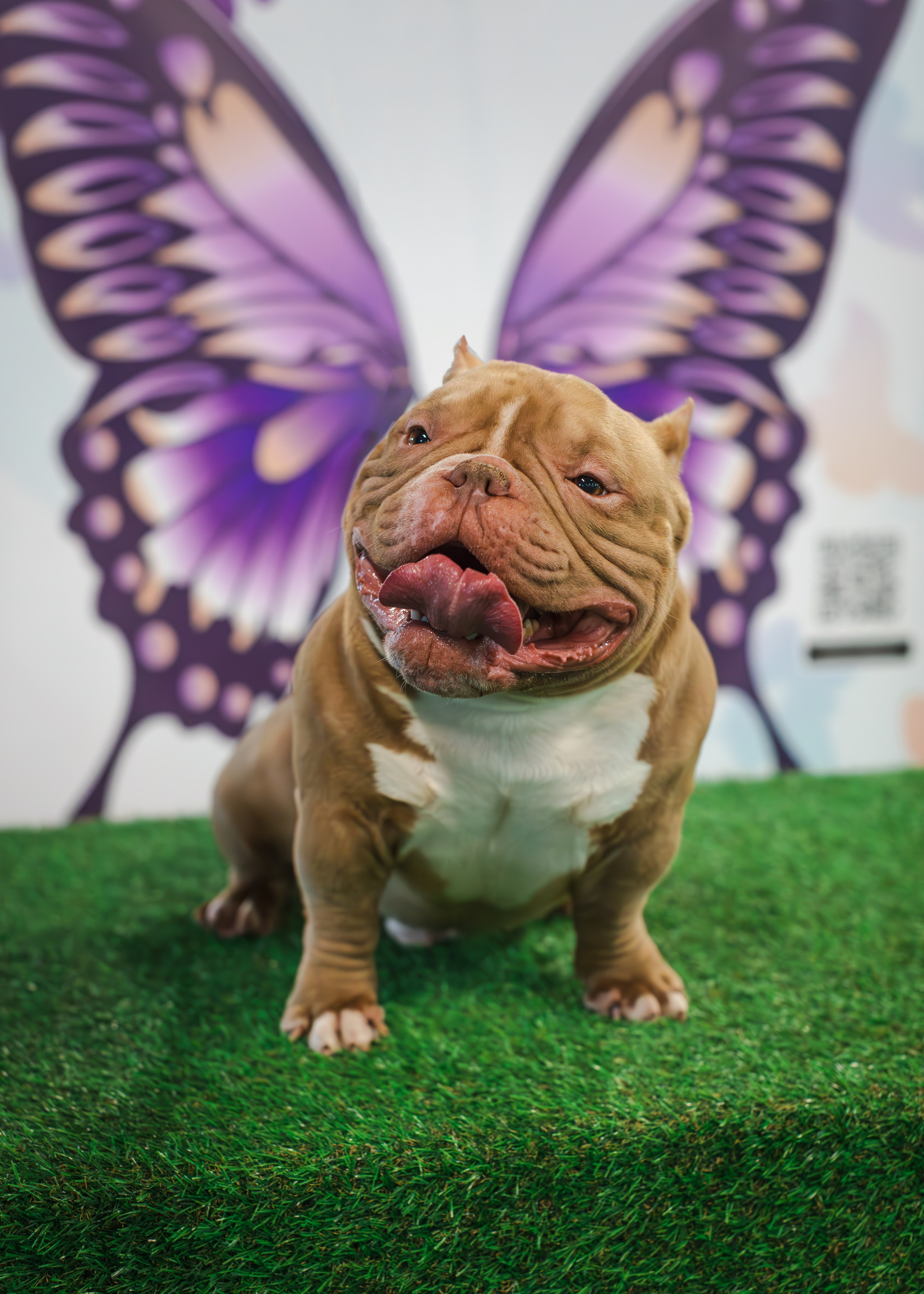 Выставки. Портретная и семейная съемка. Фотограф анималист