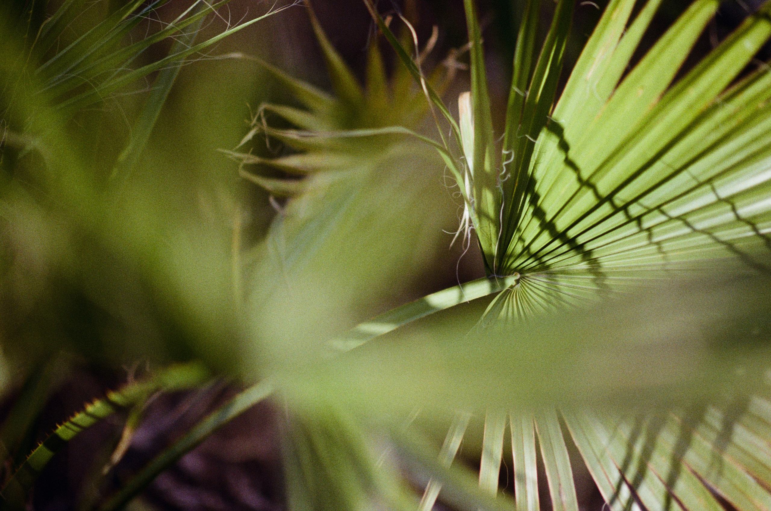 Sakura blues // ukraine, crimea II. EVER EXPOSED