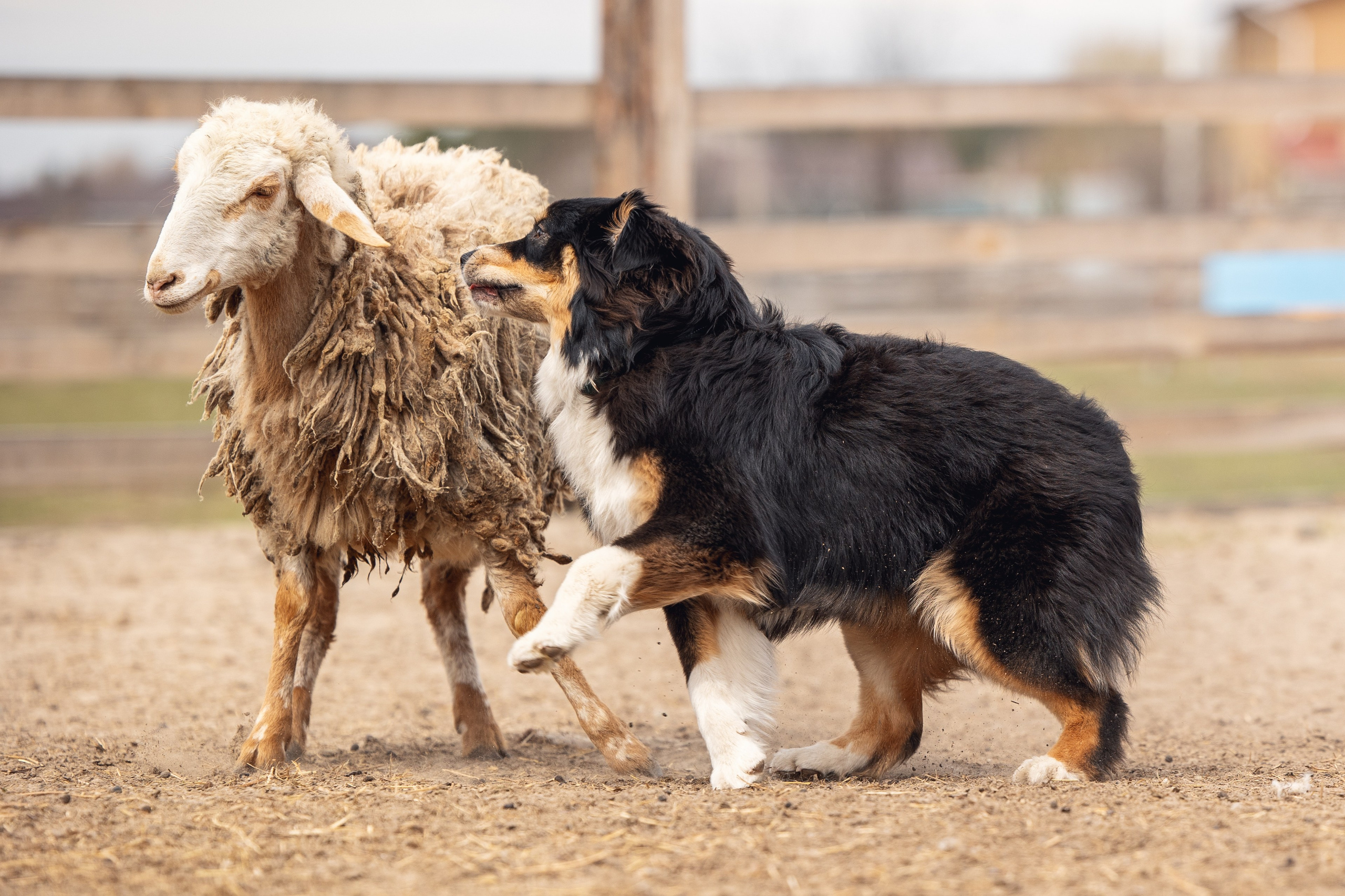 Ночь. YULA KOLESOVA | Фотограф — Анималист | Художник | Тюмень