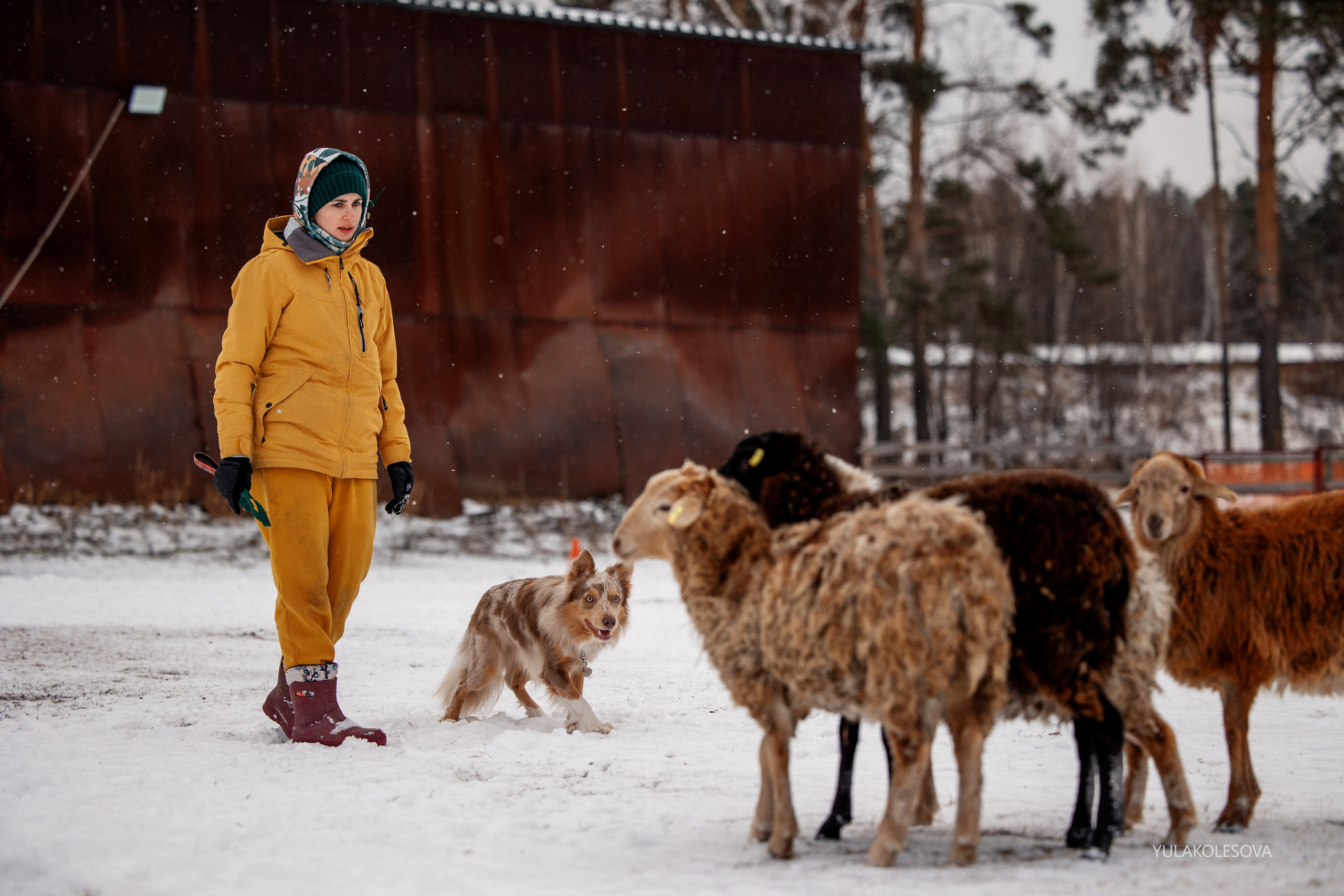 Пастуший интенсив, ноябрь 2024. YULA KOLESOVA | Фотограф — Анималист | Художник | Тюмень