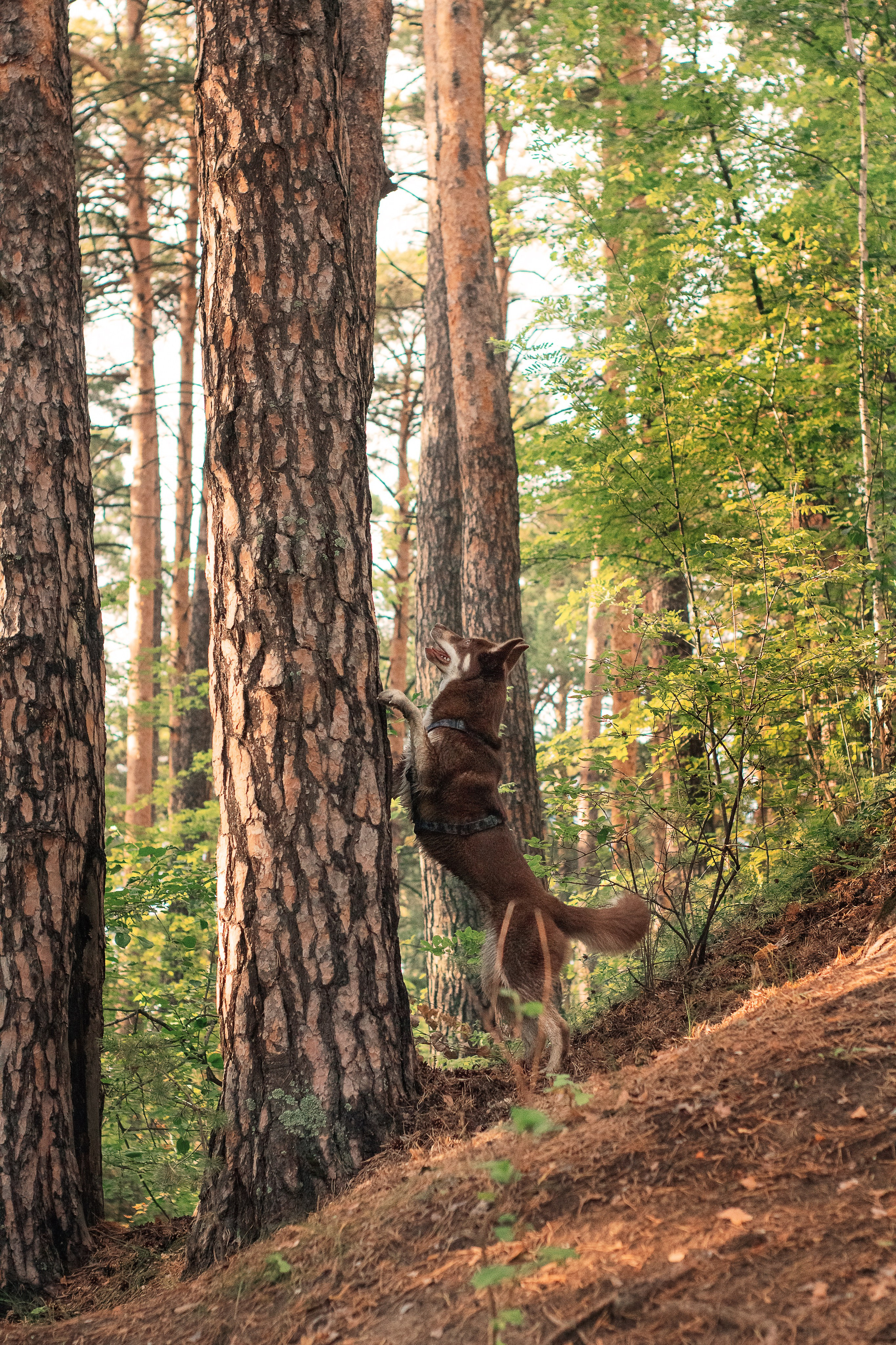 Светлана и Тисэ. YULA KOLESOVA | Фотограф — Анималист | Художник | Тюмень