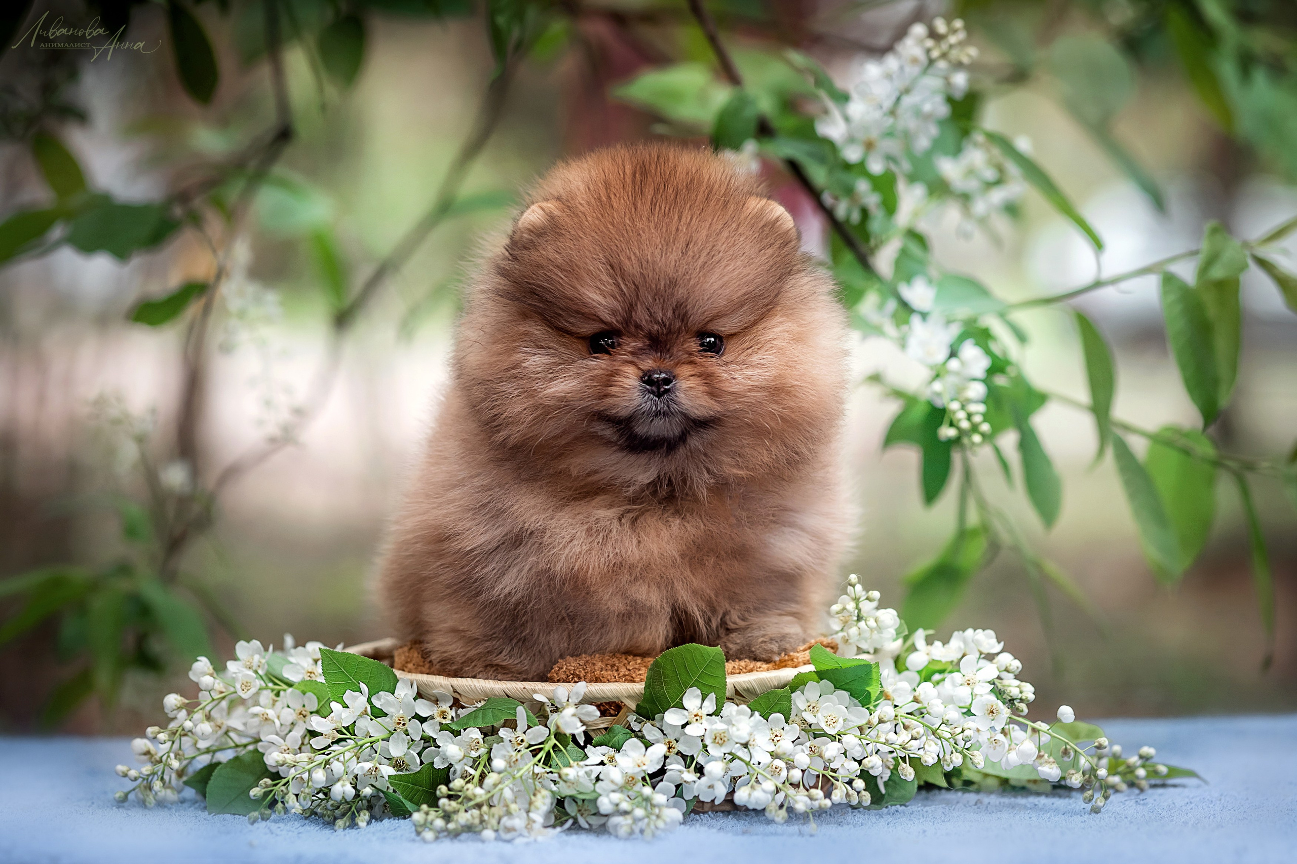 Шпицы. Фотограф анималист Аня Ливанова | Рыбинск