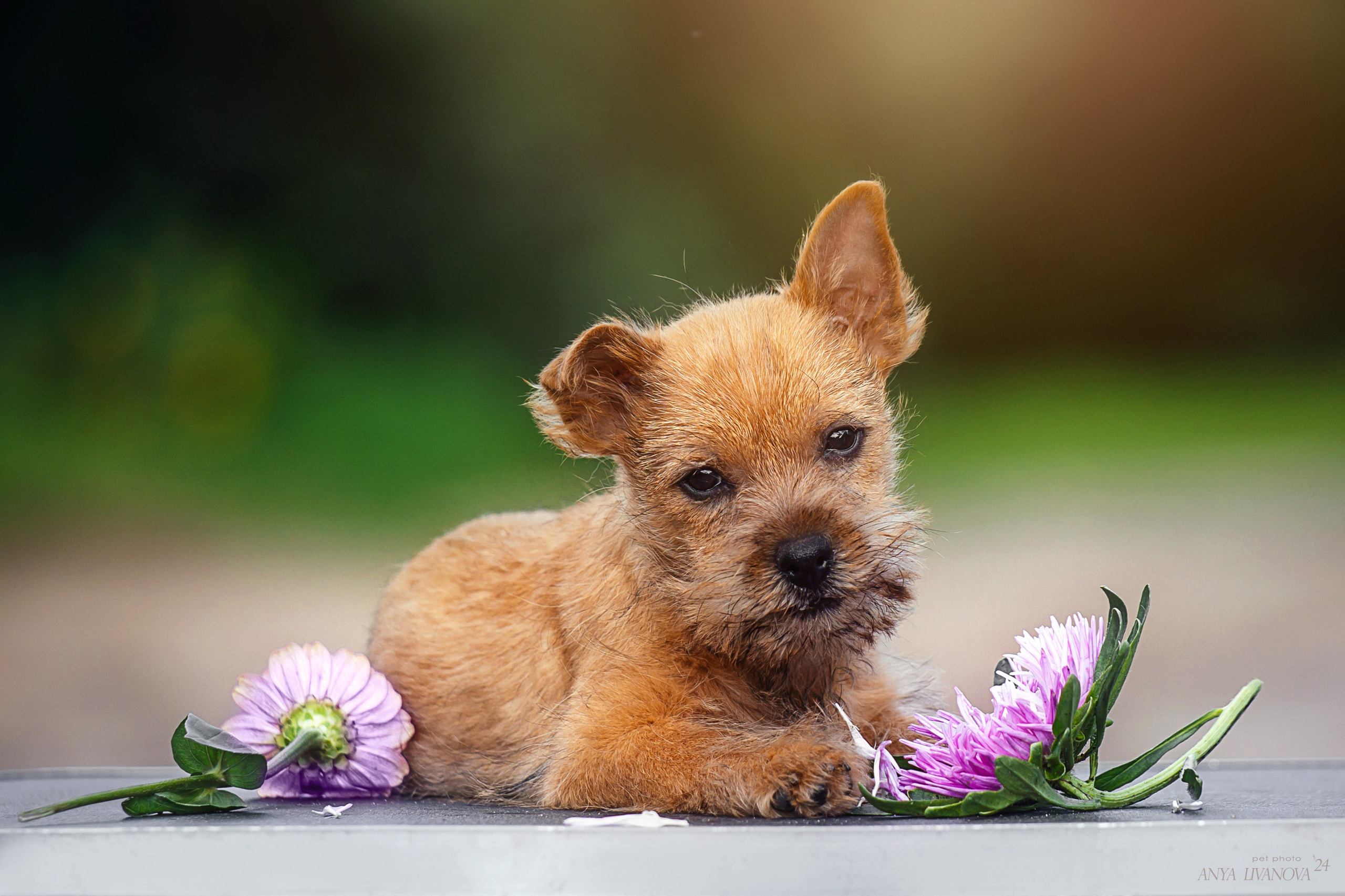 Норвичи. Фотограф анималист Аня Ливанова | Рыбинск