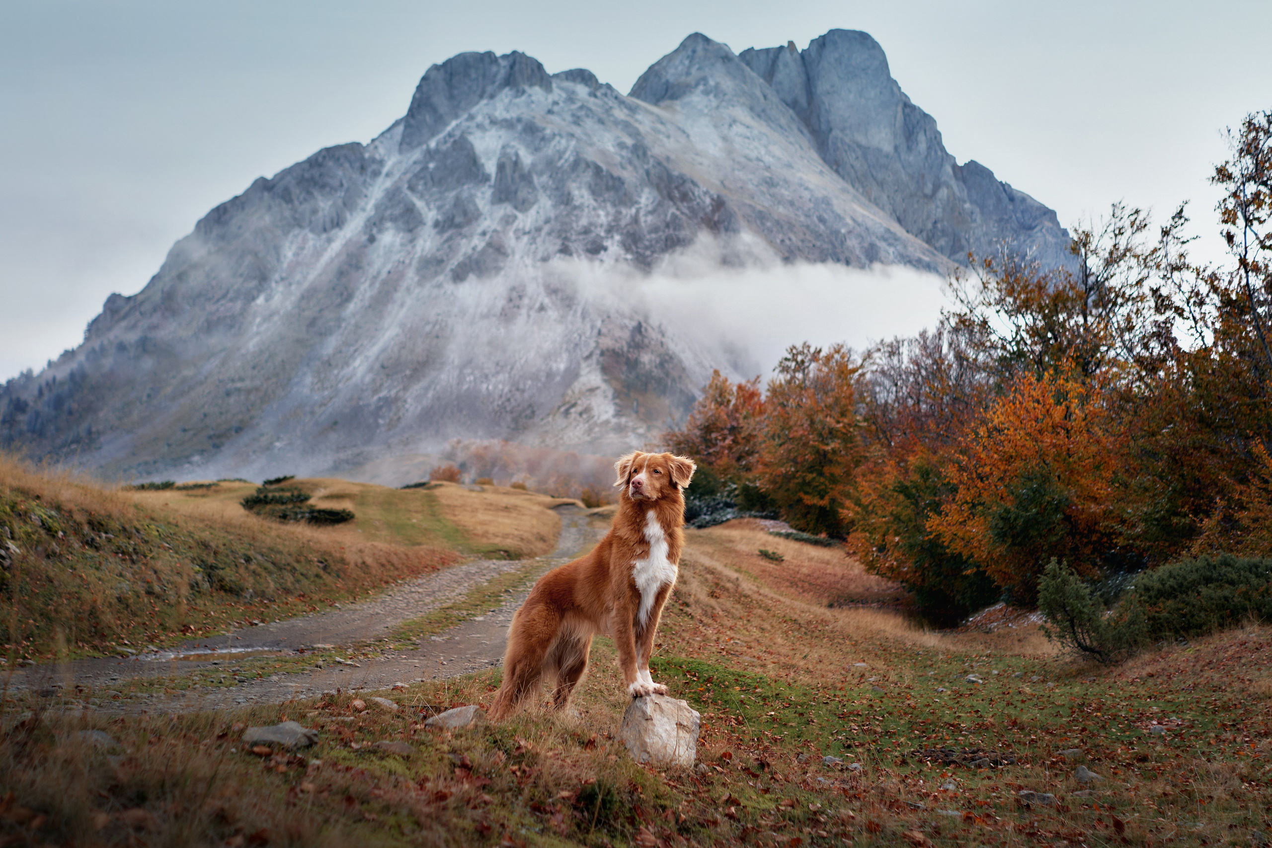 Photo of dogs in nature. landscape with dog. Dog photographer Averianova Anna — Art photography of dogs