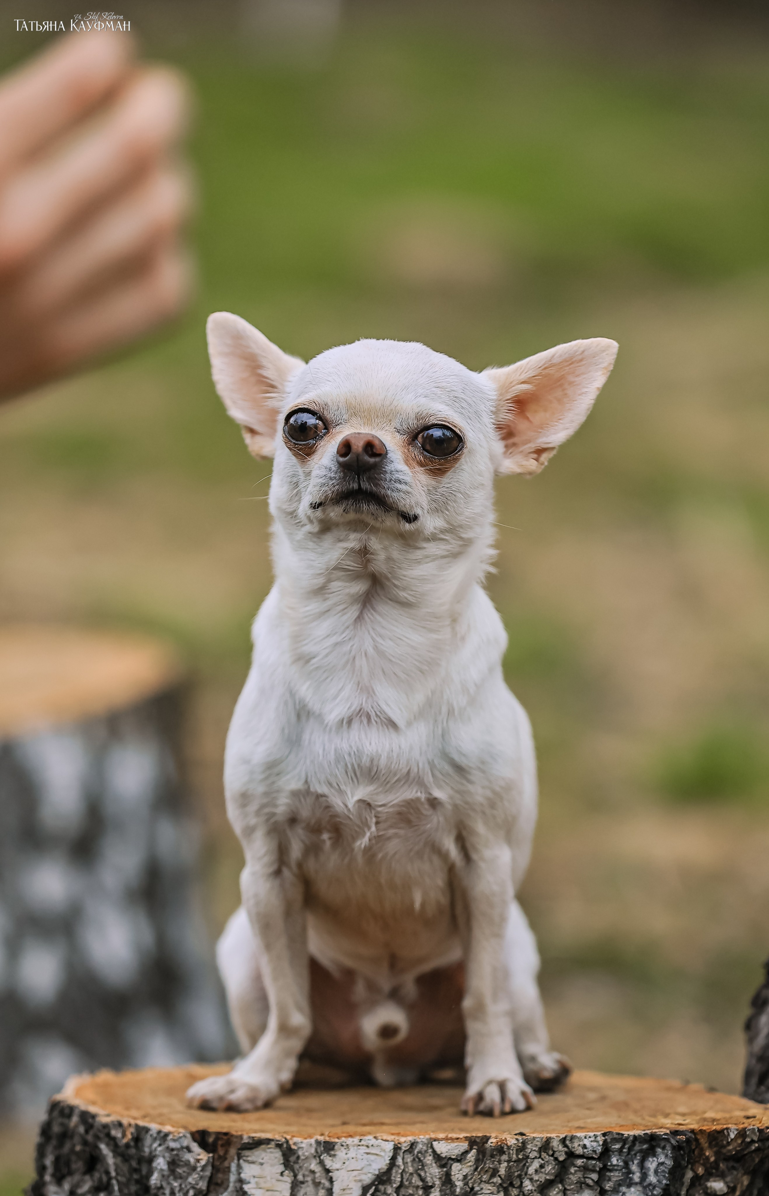 Салюки, фотография салюки, красивая собака, фотограф анималист, фотокурс Анималистика, научиться фотографировать собак, фотограф Новосибирск