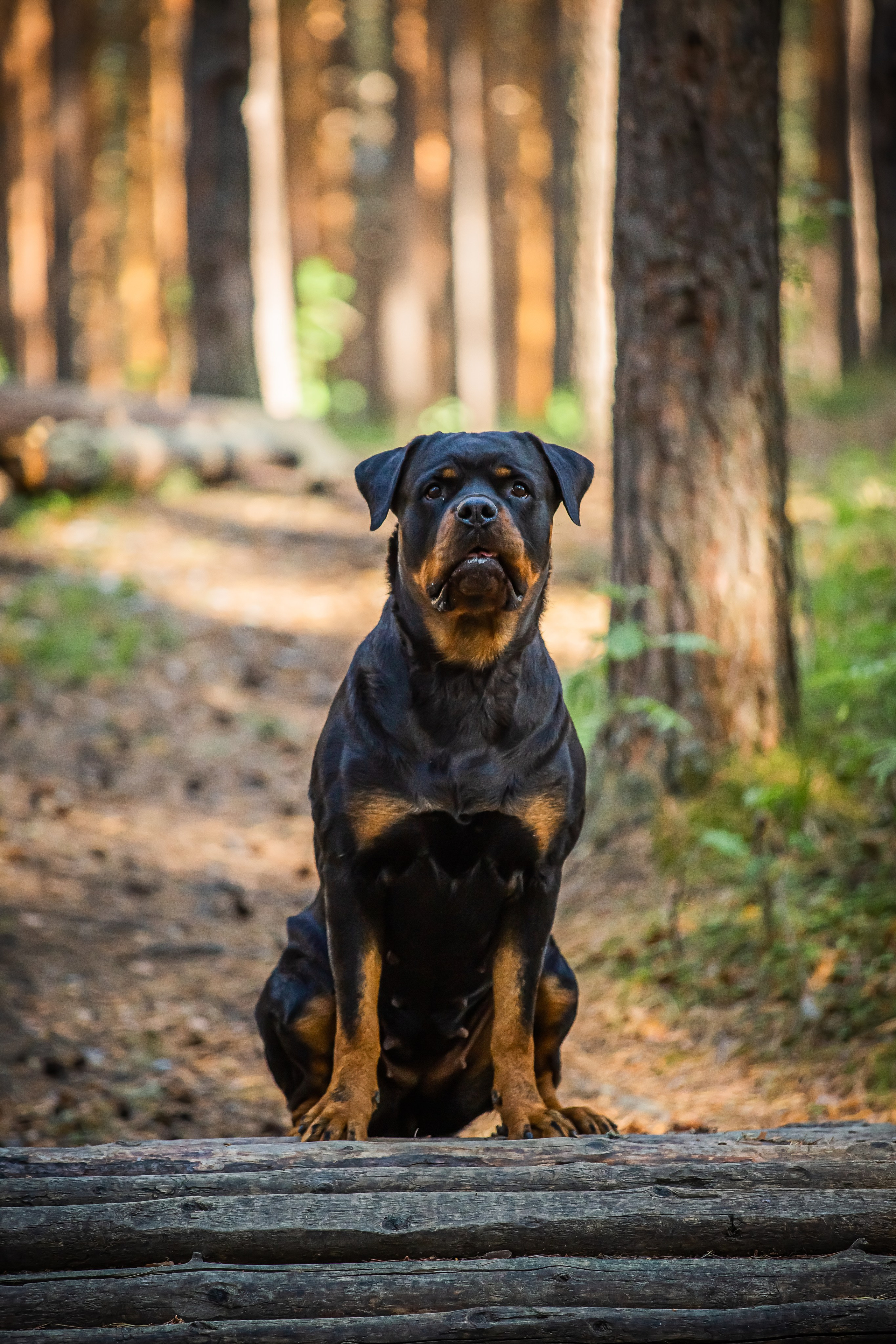 Животные. Авторские туры с профессиональным фотографом