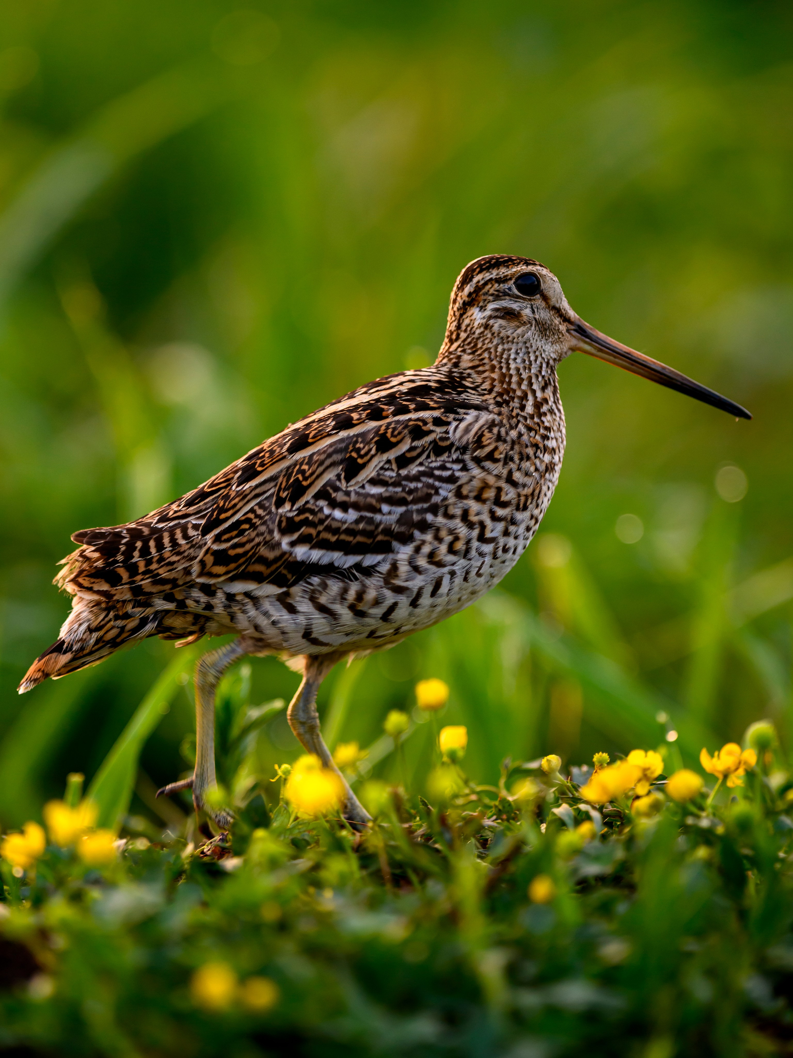 На дупелином току. Wildlife photography by Sergey Puponin