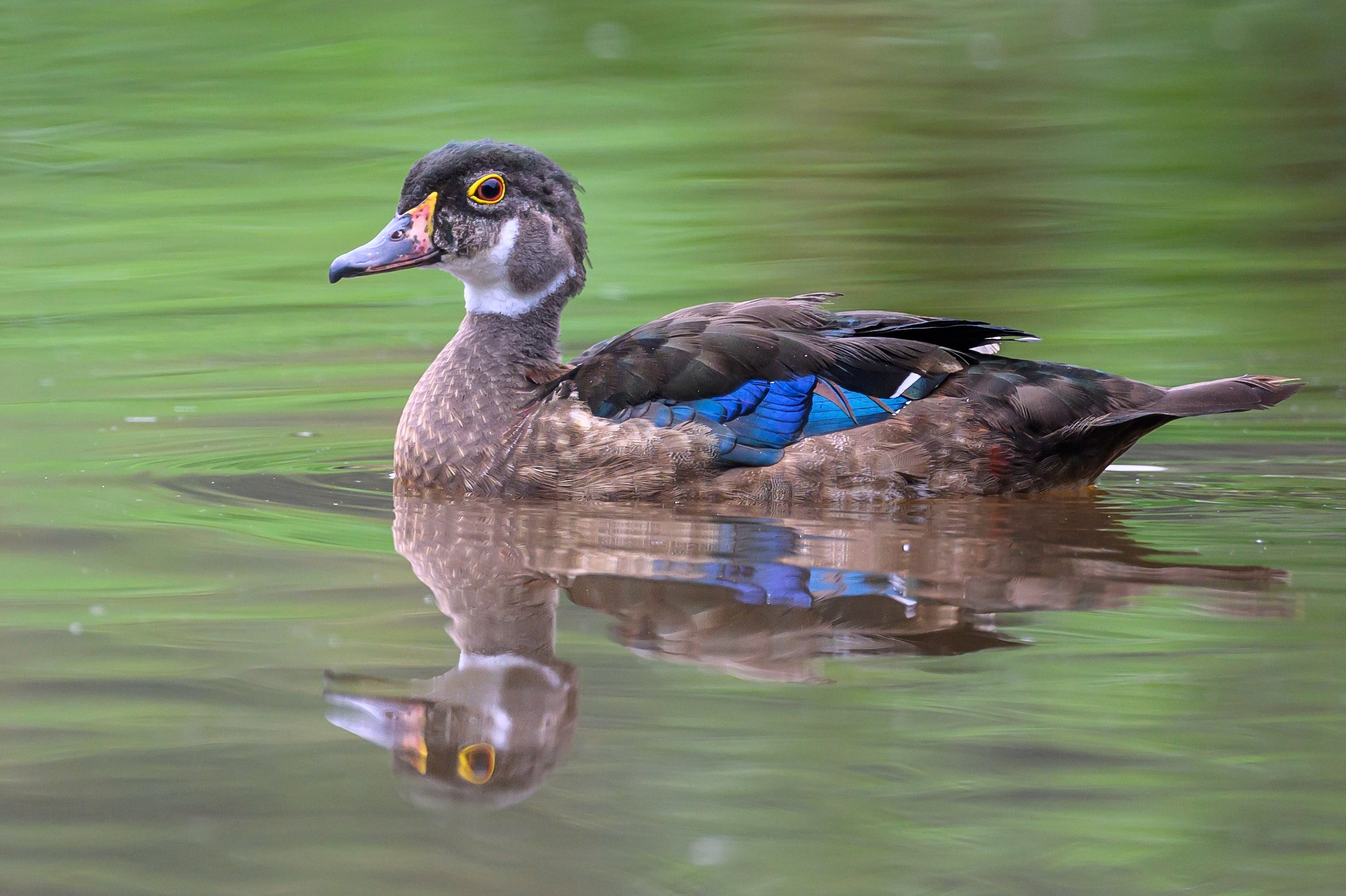 Красавки, цапли, утки: Парк Ближняя дача. Wildlife photography by Sergey Puponin