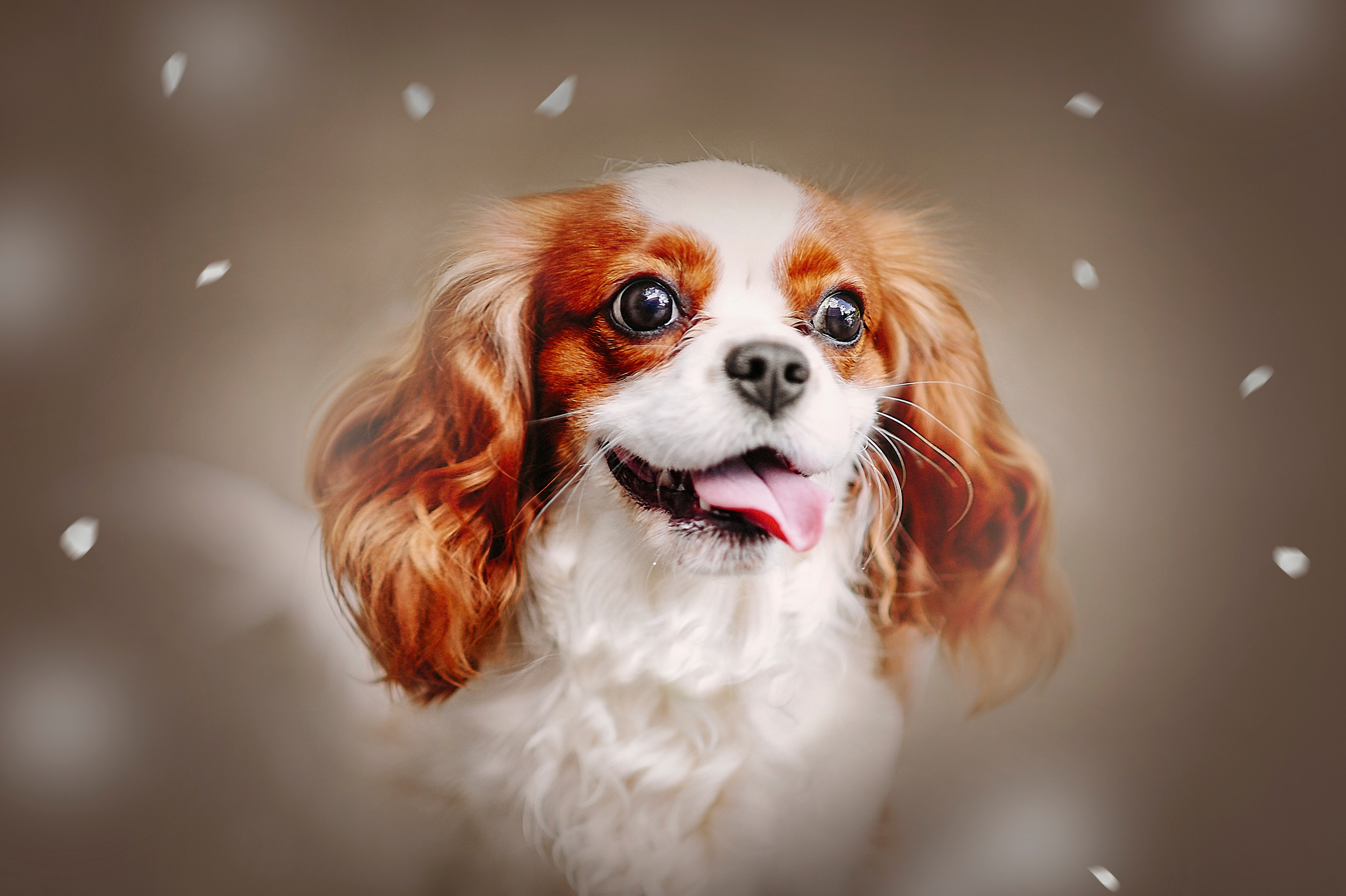 Фотосессия животных в Ижевских, фотограф животных. Детский, семейный фотограф в Ижевске и Москве Аксинья Лысенкова ADEN