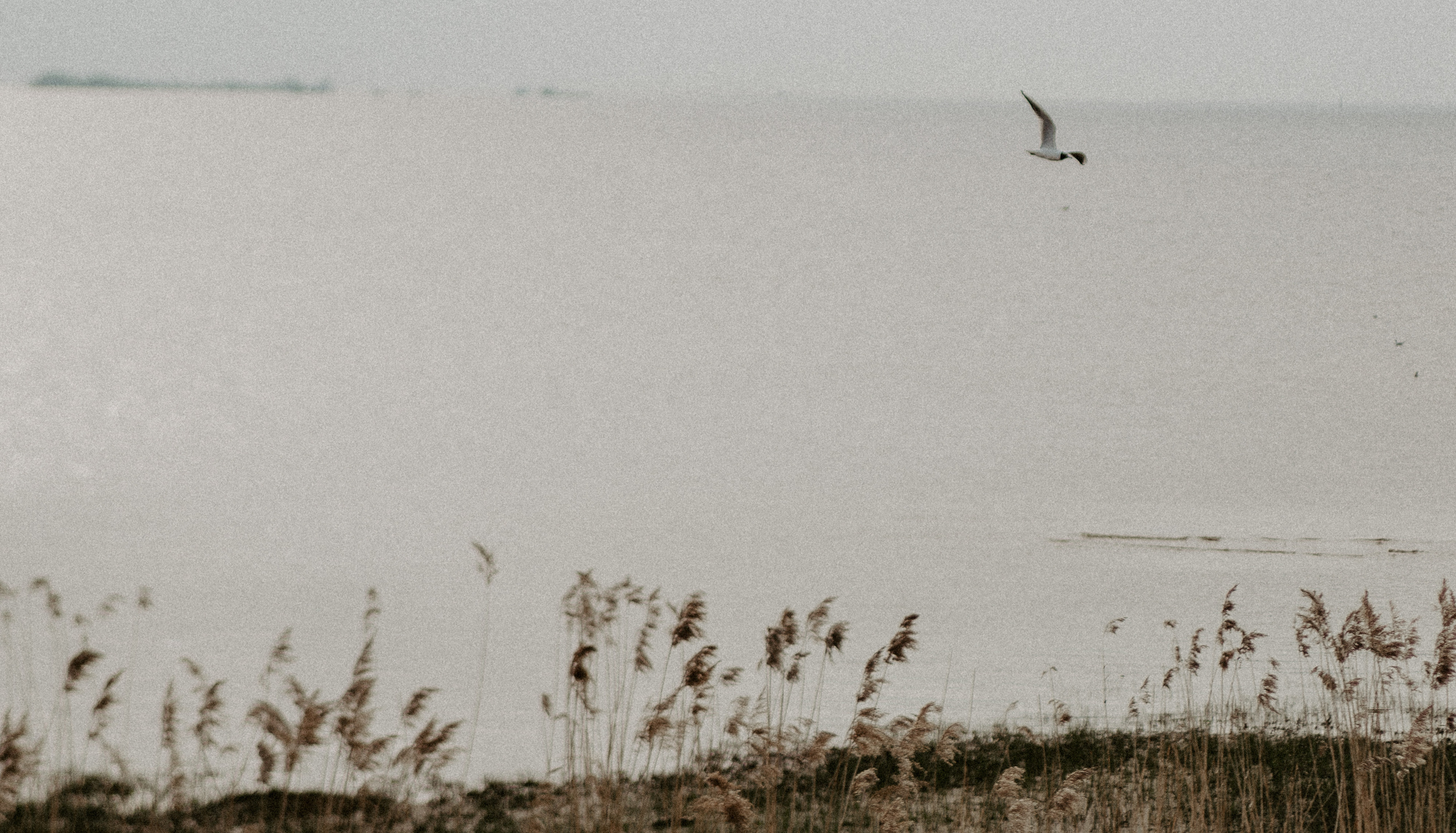 Л+В. Свадебный фотограф Таня Караисаева