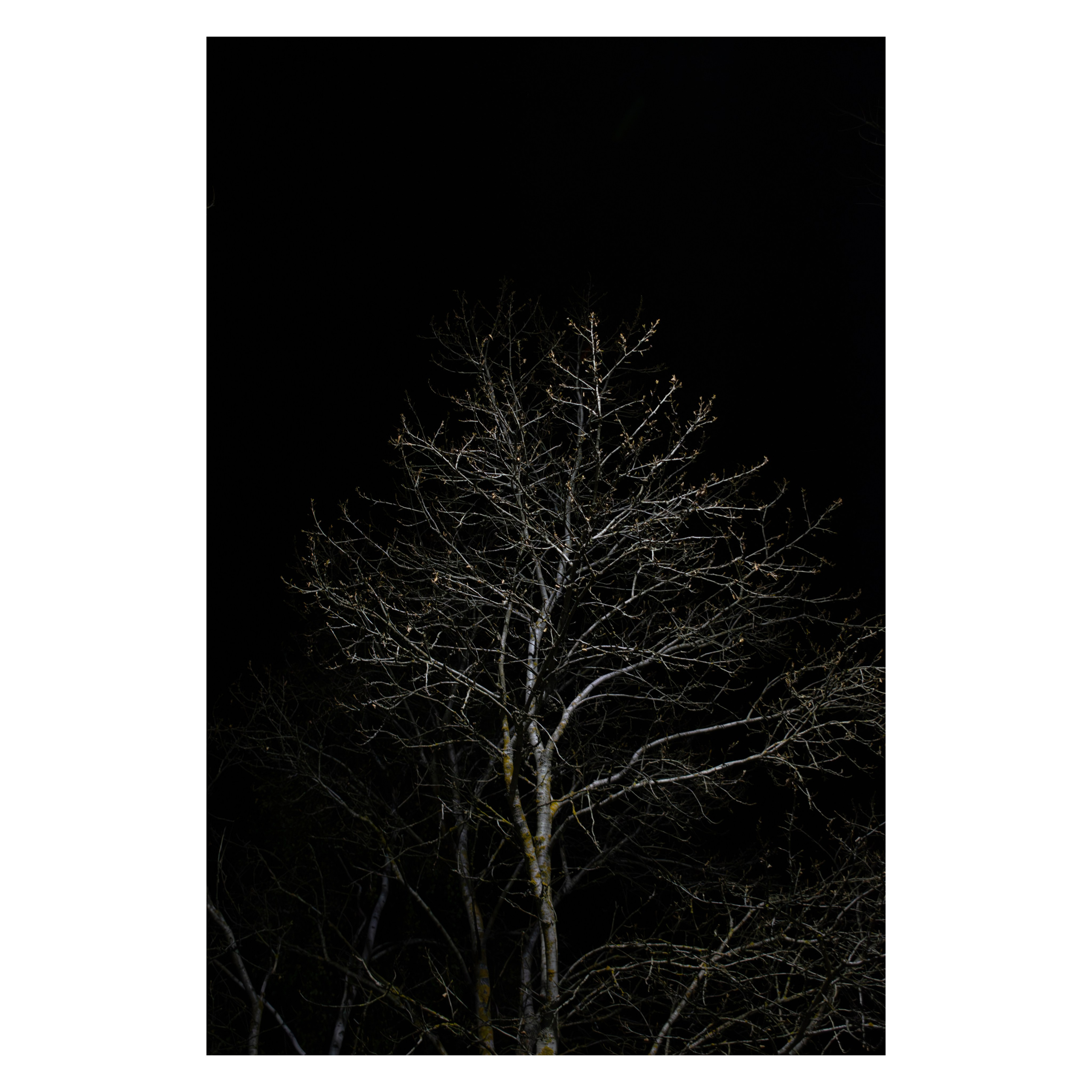 Гербарий. Художественный фотограф в Калуге