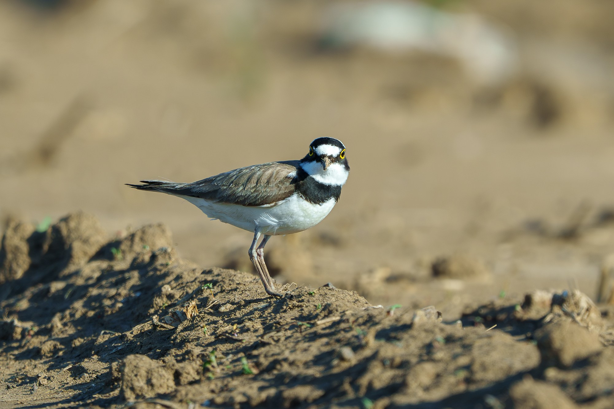 Удивительные мир птиц. Вокруг нас столько прекрасного — присмотритесь!. Ваш личный фотограф Марина Волкова