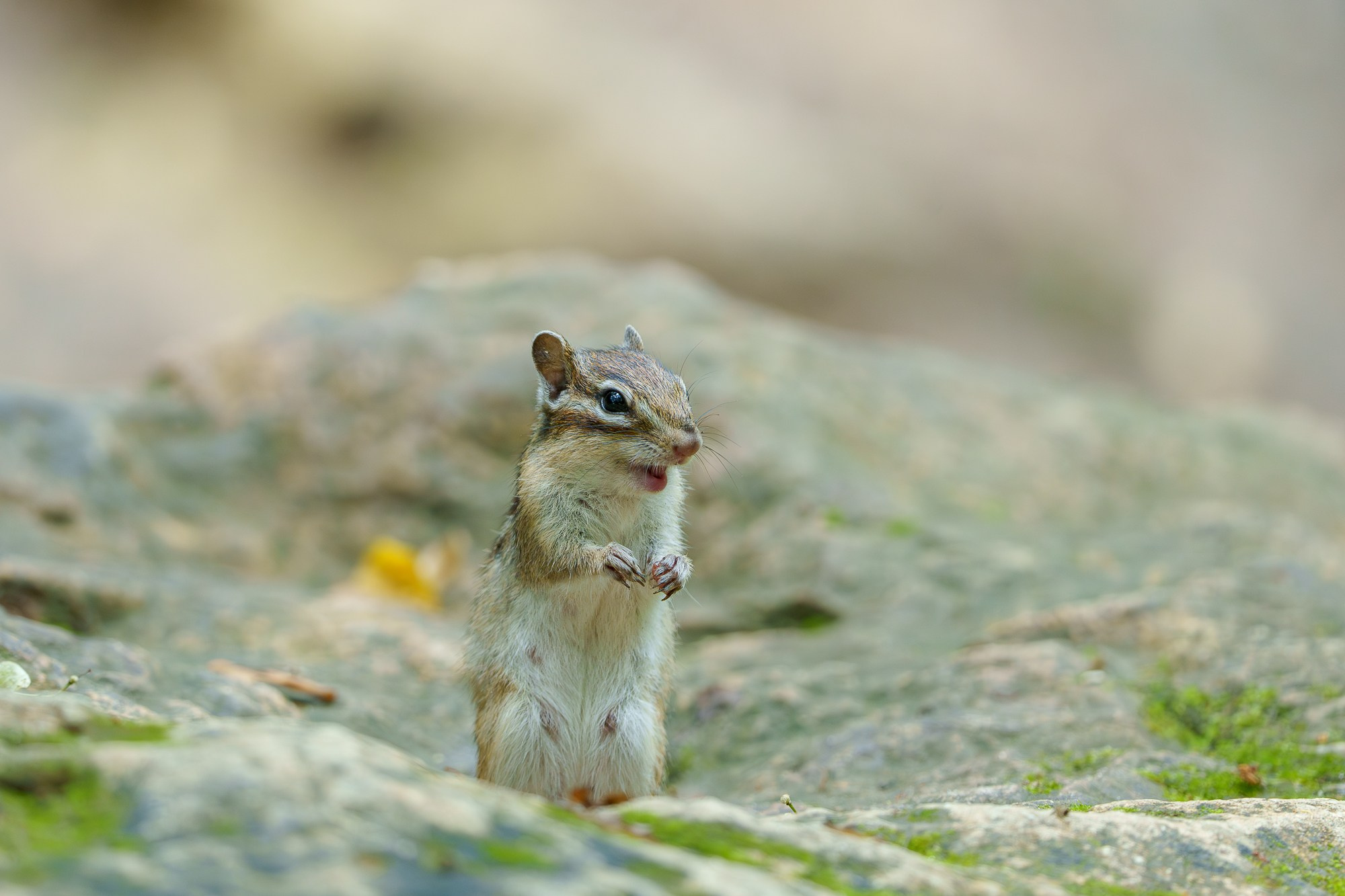 Животные. Ваш личный фотограф Марина Волкова