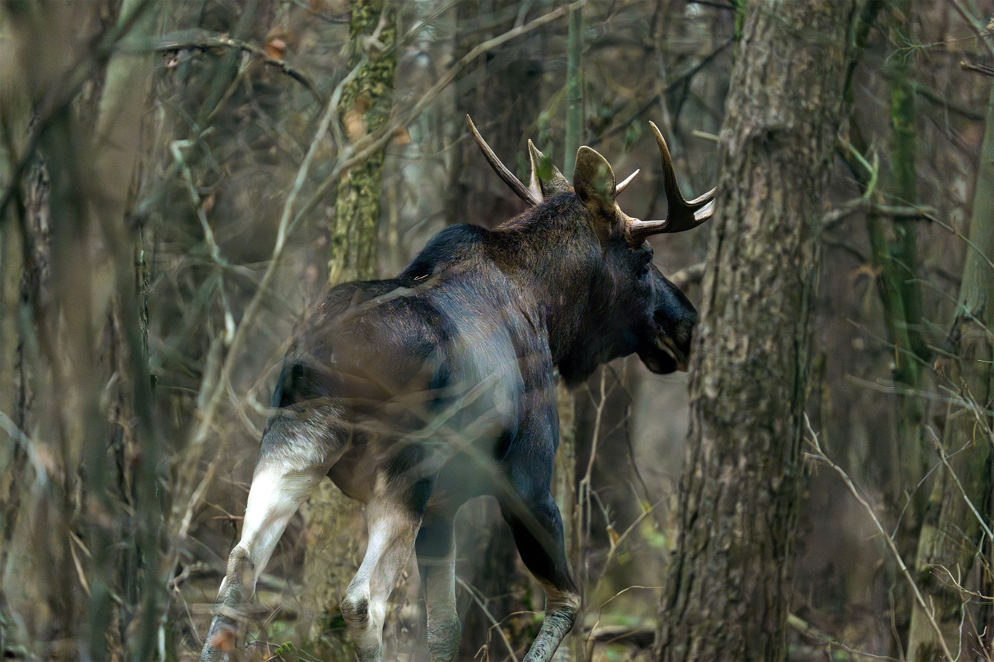 Животные. Ваш личный фотограф Марина Волкова